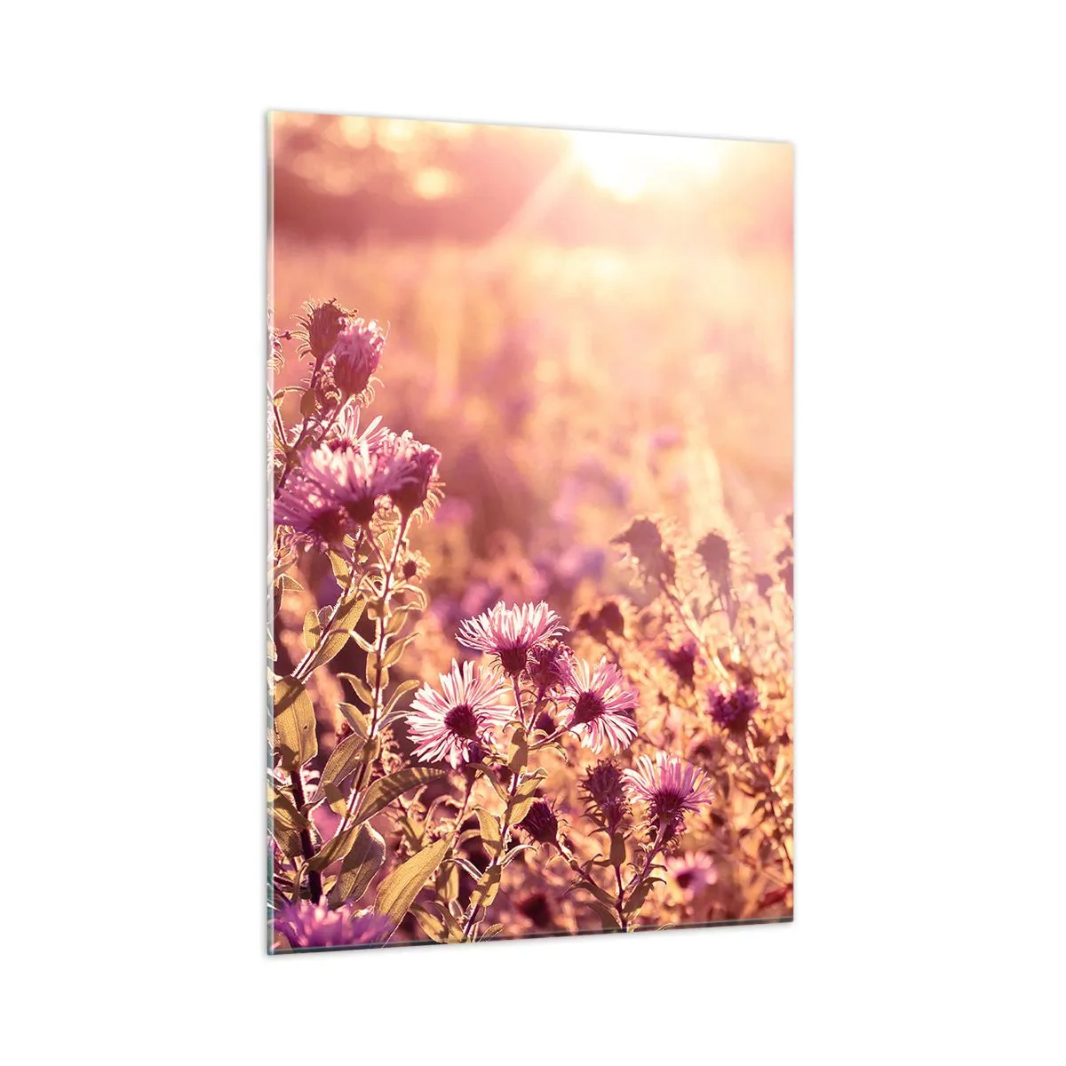 Impression sur verre - Image sur verre - Fleurs violettes dans la prairie à la lumière du soleil couchant - 50x70cm - Avant que l'été ne parte - Décoration murale moderne pour le salon et la chambre ARTTOR
