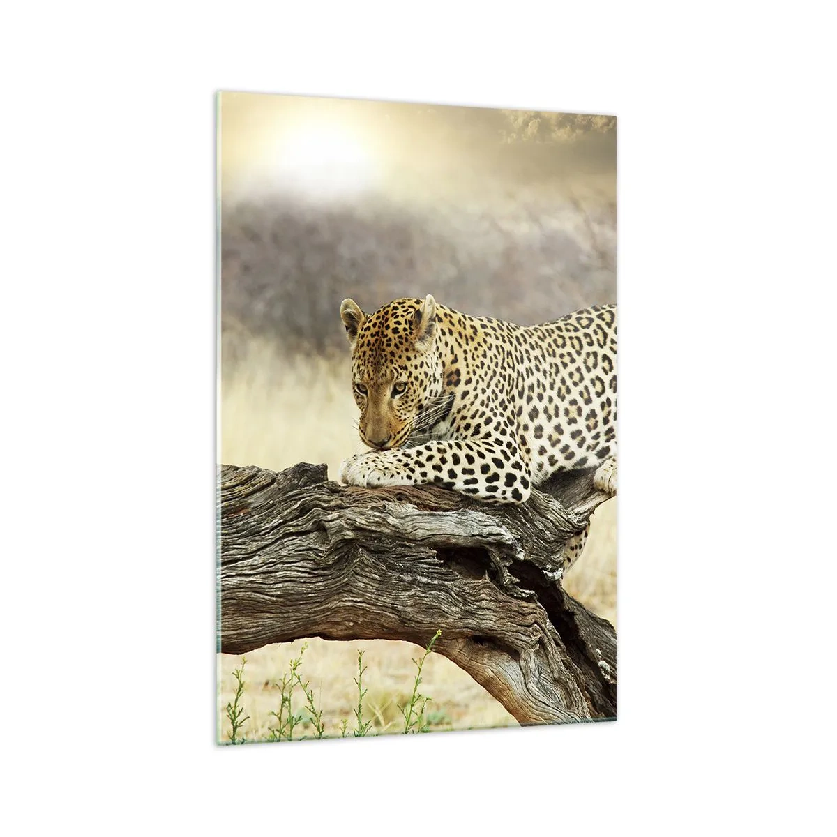 Impression sur verre - Image sur verre - Un léopard se reposant sur un tronc d'arbre dans la savane - 70x100cm - Je suis ma propre route - Décoration murale moderne pour le salon et la chambre ARTTOR