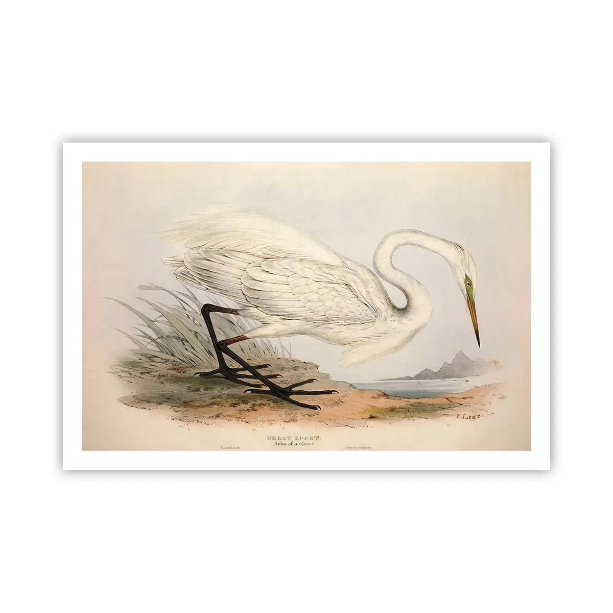 Affiche - Poster - Dame sur les joncs - 91x61 cm