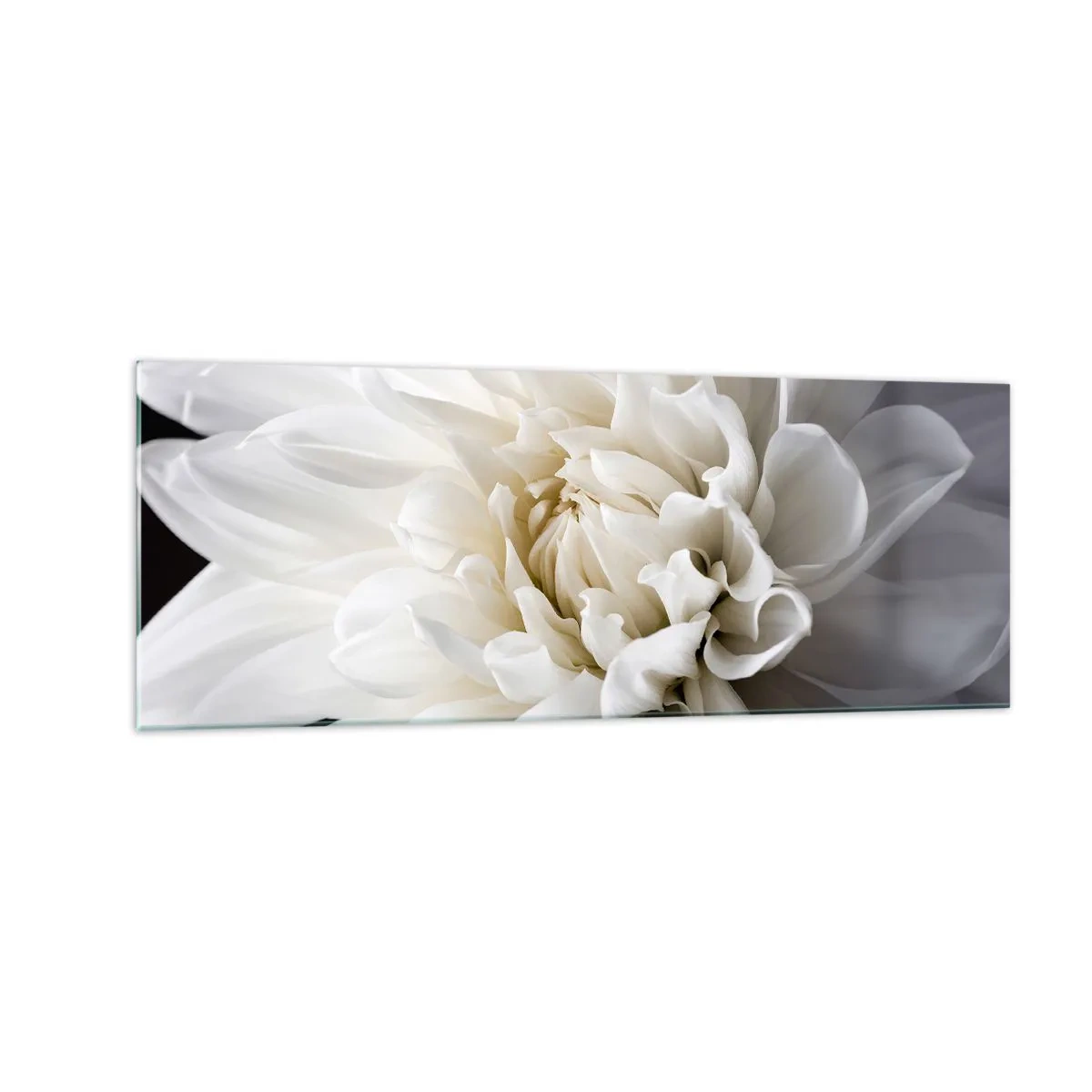 Impression sur verre - Image sur verre - Une délicate fleur blanche sur fond noir dans une composition élégante - 140x50cm - Le matin de la jeune mariéé - Décoration murale moderne pour le salon et la chambre ARTTOR
