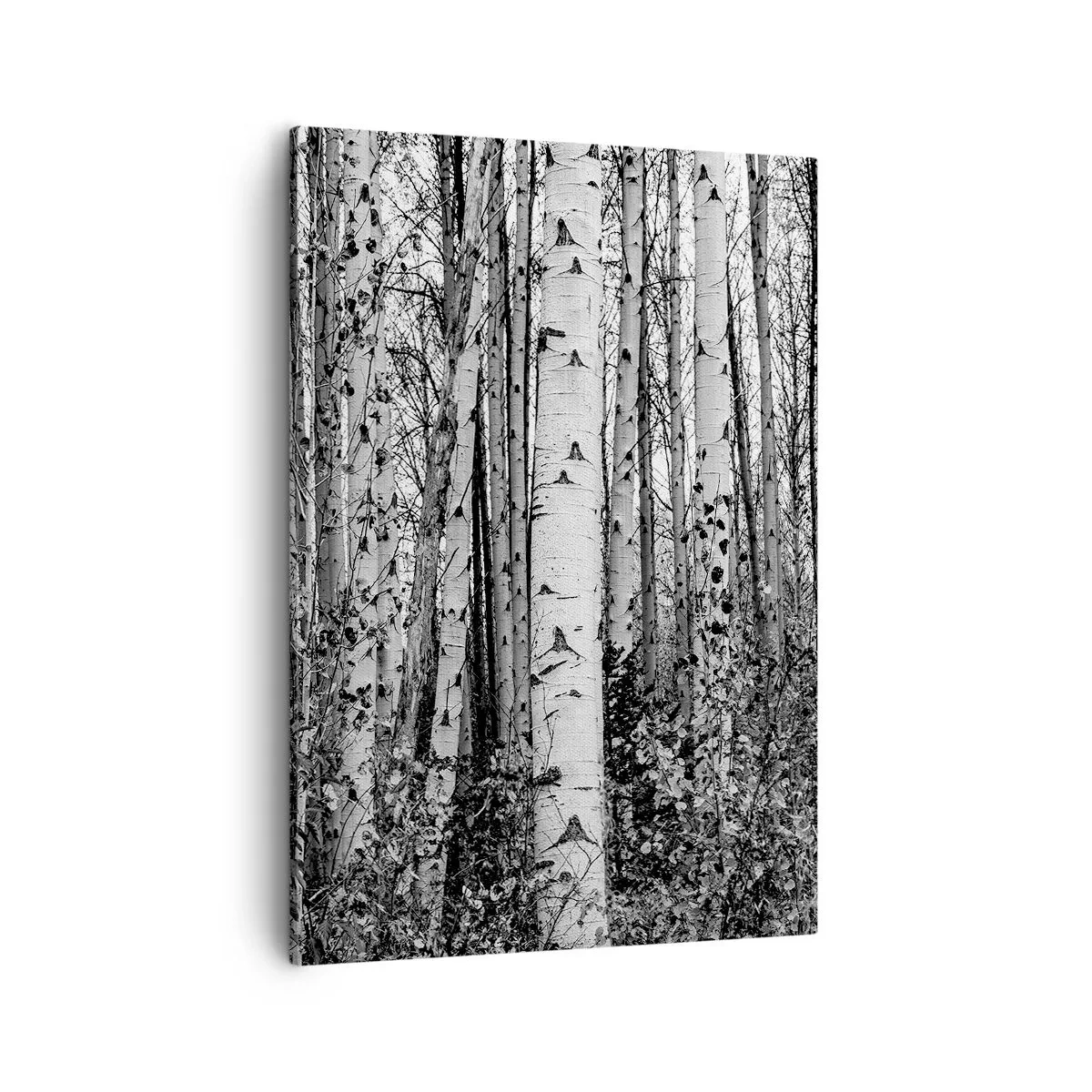 Impression sur toile - Image sur toile - Bouleaux noirs et blancs dans la forêt - 50x70cm - Enchevêtrement de bouleau - Décoration murale moderne pour le salon et la chambre ARTTOR