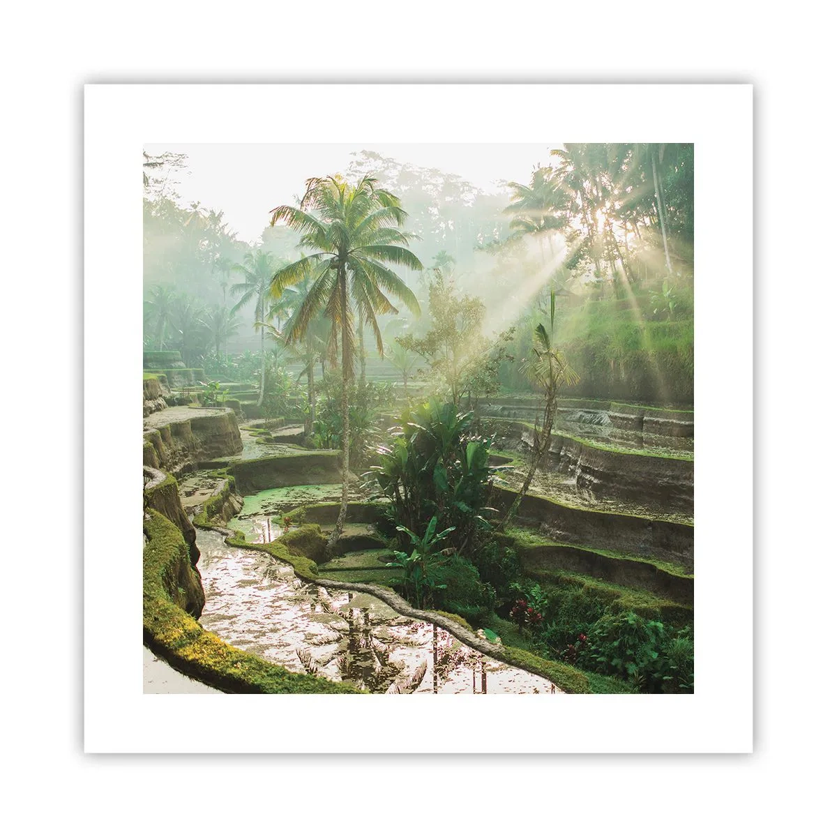 Affiche - Poster - Grandir au soleil - 40x40 cm