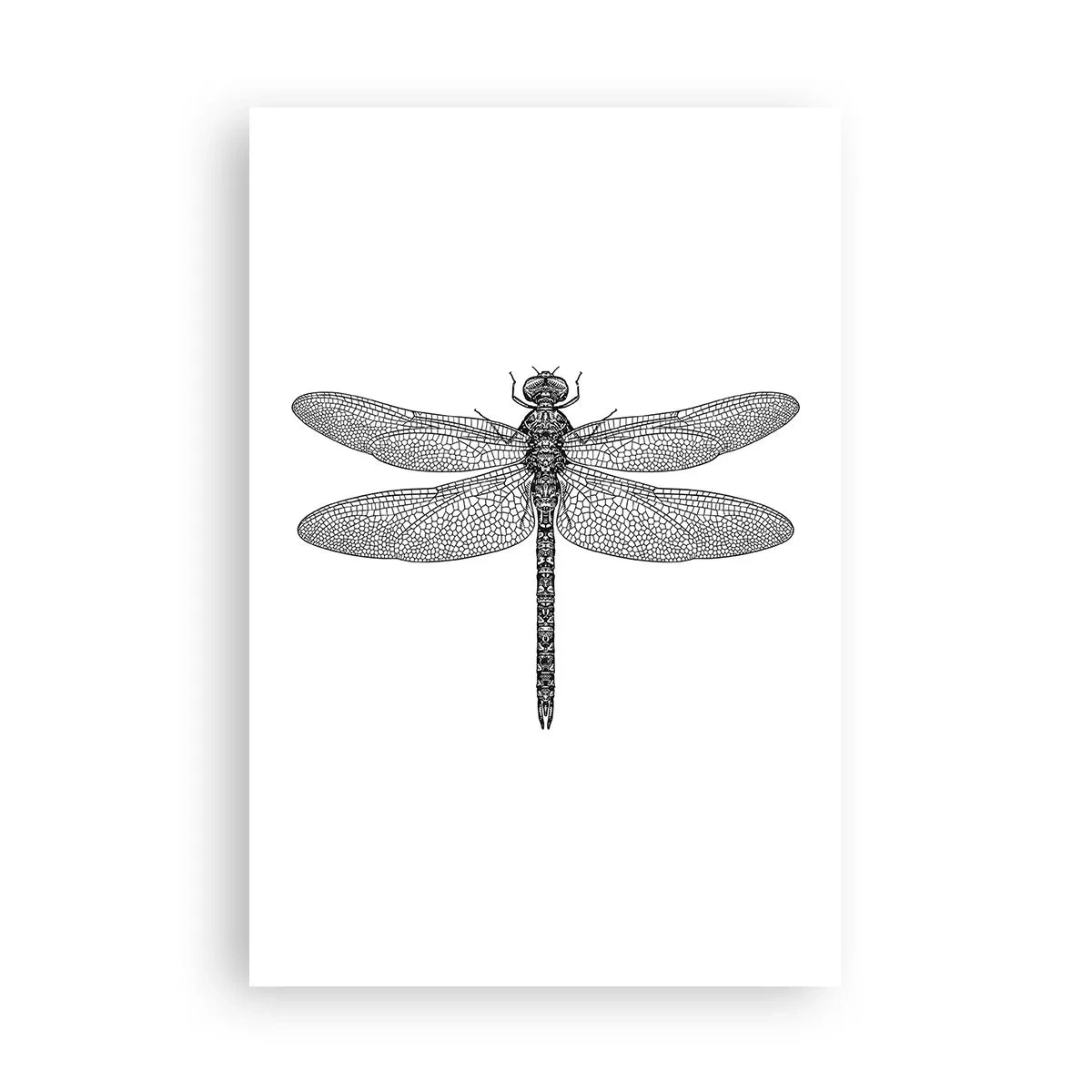 Affiche - Poster - Précision de la nature - 61x91 cm