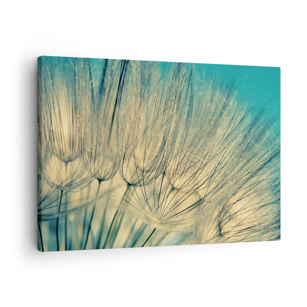 Impression sur toile - Image sur toile - Macrophotographie de pissenlits en plein jour - 70x50cm - En attente du vent - Décoration murale moderne pour le salon et la chambre ARTTOR