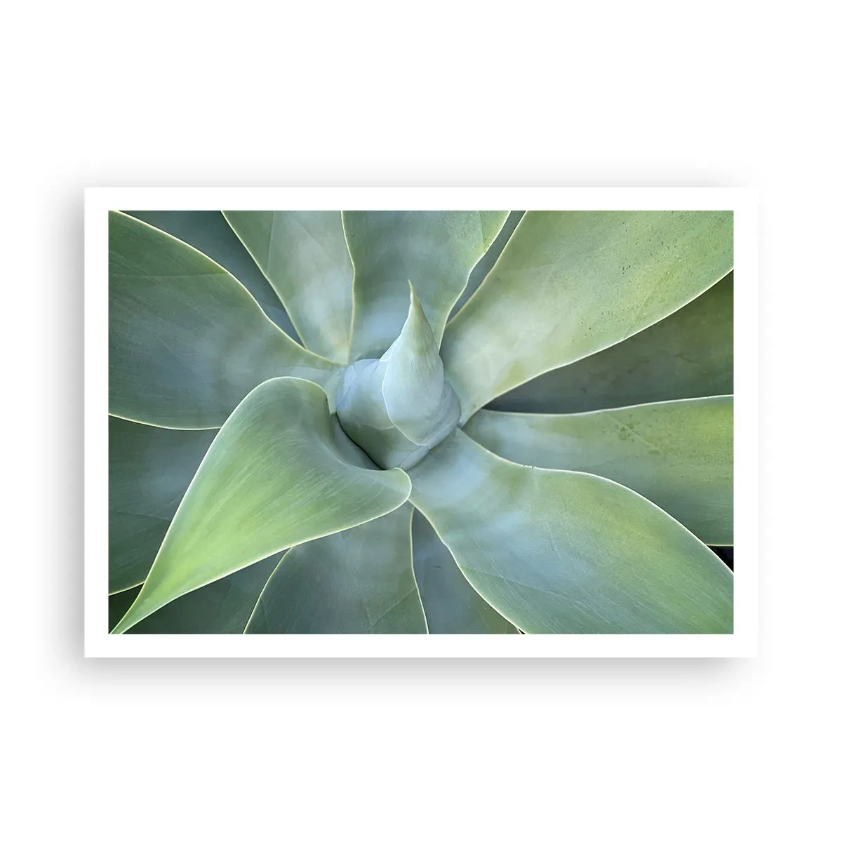Affiche - Poster - Feuilles d'agave subtiles dans des tons verts - 100x70cm - La naissance de la verdure - Décoration murale moderne pour le salon et la chambre ARTTOR