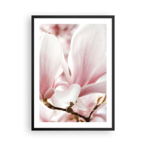Affiche dans un cadre noir - Poster - Délicats pétales de magnolia rose sur un fond flou - 50x70cm - Abondance de tendresse - Décoration murale moderne pour le salon et la chambre ARTTOR