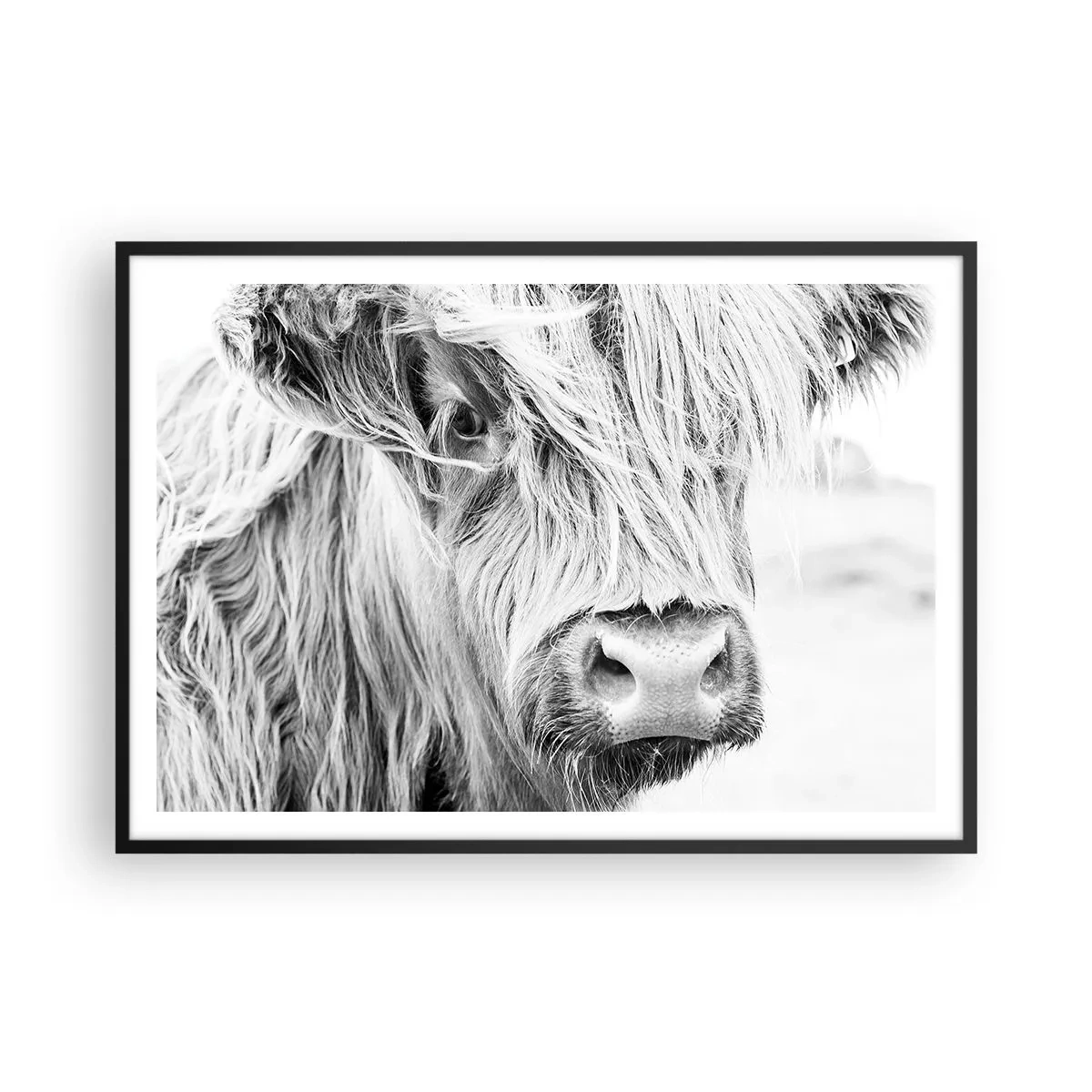 Affiche dans un cadre noir - Poster - Portrait d'une vache écossaise en noir et blanc - 100x70cm - Sauvagerie écossaise - Décoration murale moderne pour le salon et la chambre ARTTOR