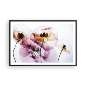 Affiche dans un cadre noir - Poster - Corps de fleurs transparente - 91x61 cm