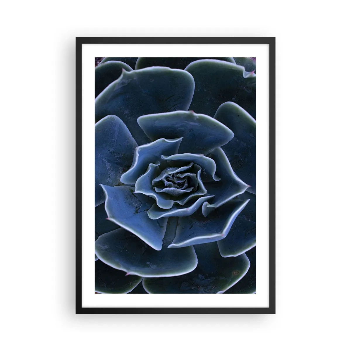 Affiche dans un cadre noir - Poster - Gros plan artistique d'un motif géométrique succulent - 50x70cm - Fleur du désert - Décoration murale moderne pour le salon et la chambre ARTTOR