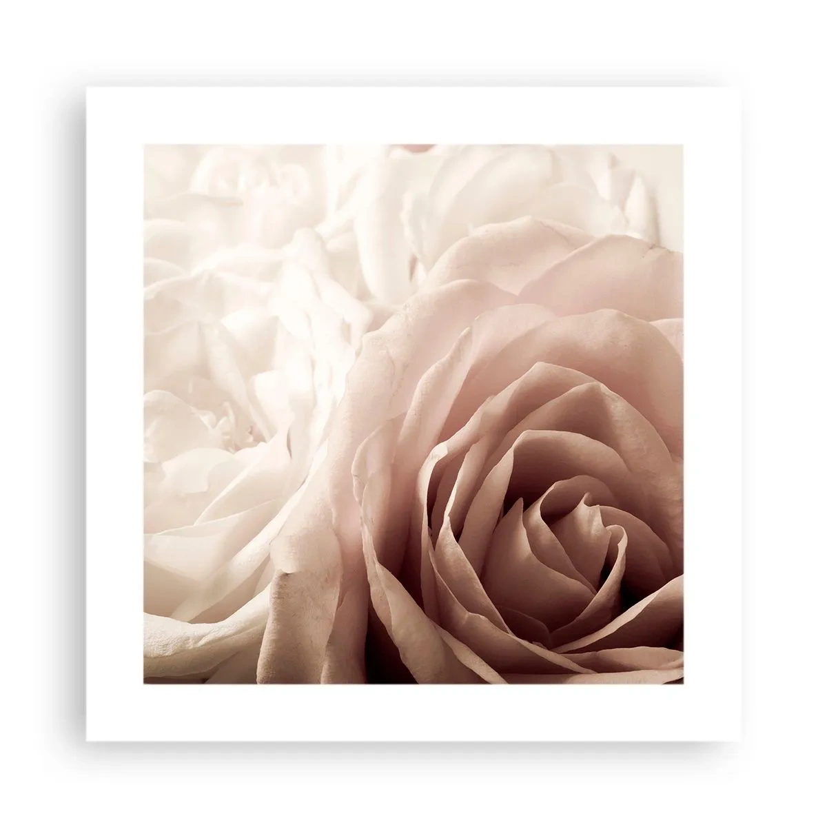Affiche - Poster - Au coeur d'ue la rose - 40x40 cm