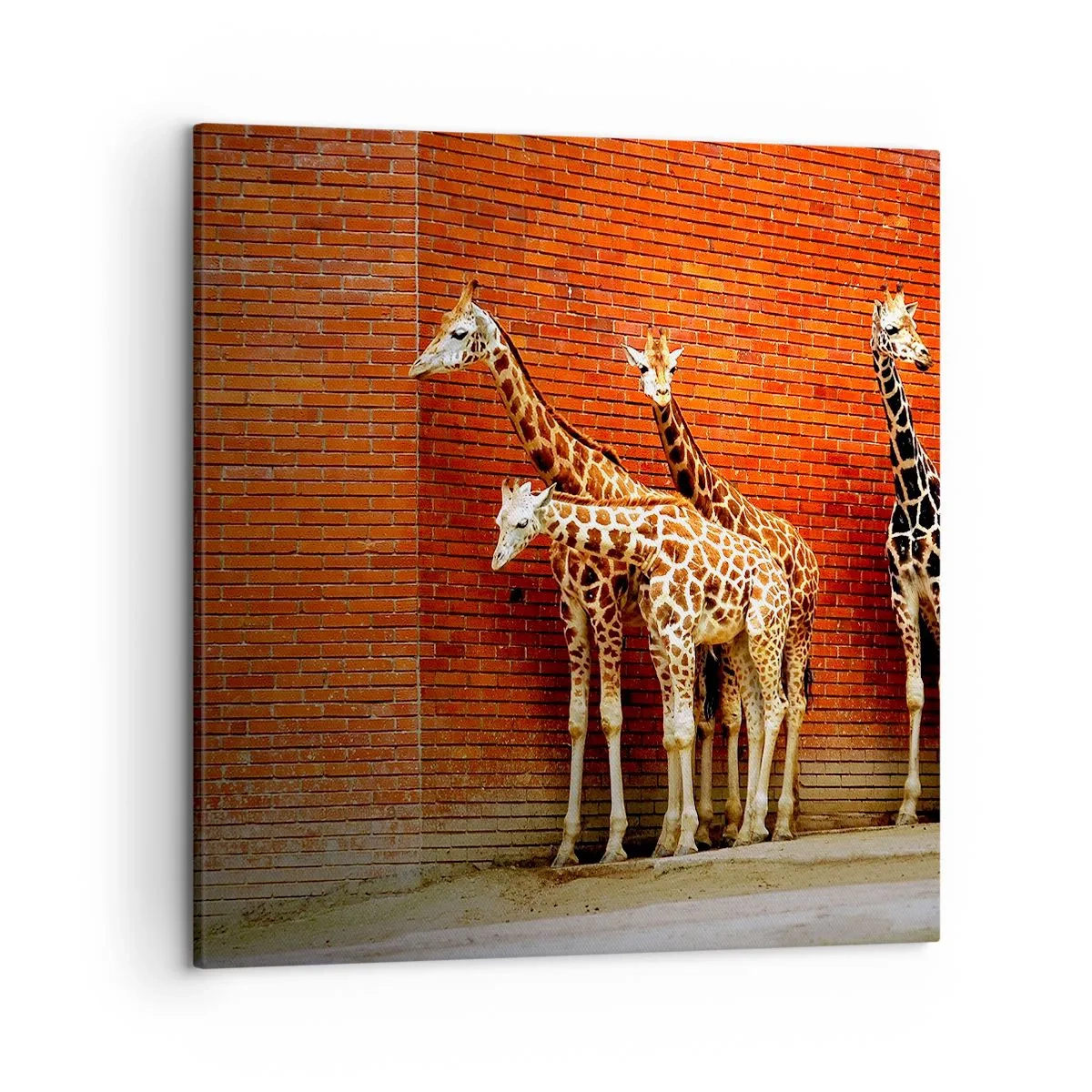 Impression sur toile - Image sur toile - Voyez-vous des acacias ? - 50x50 cm