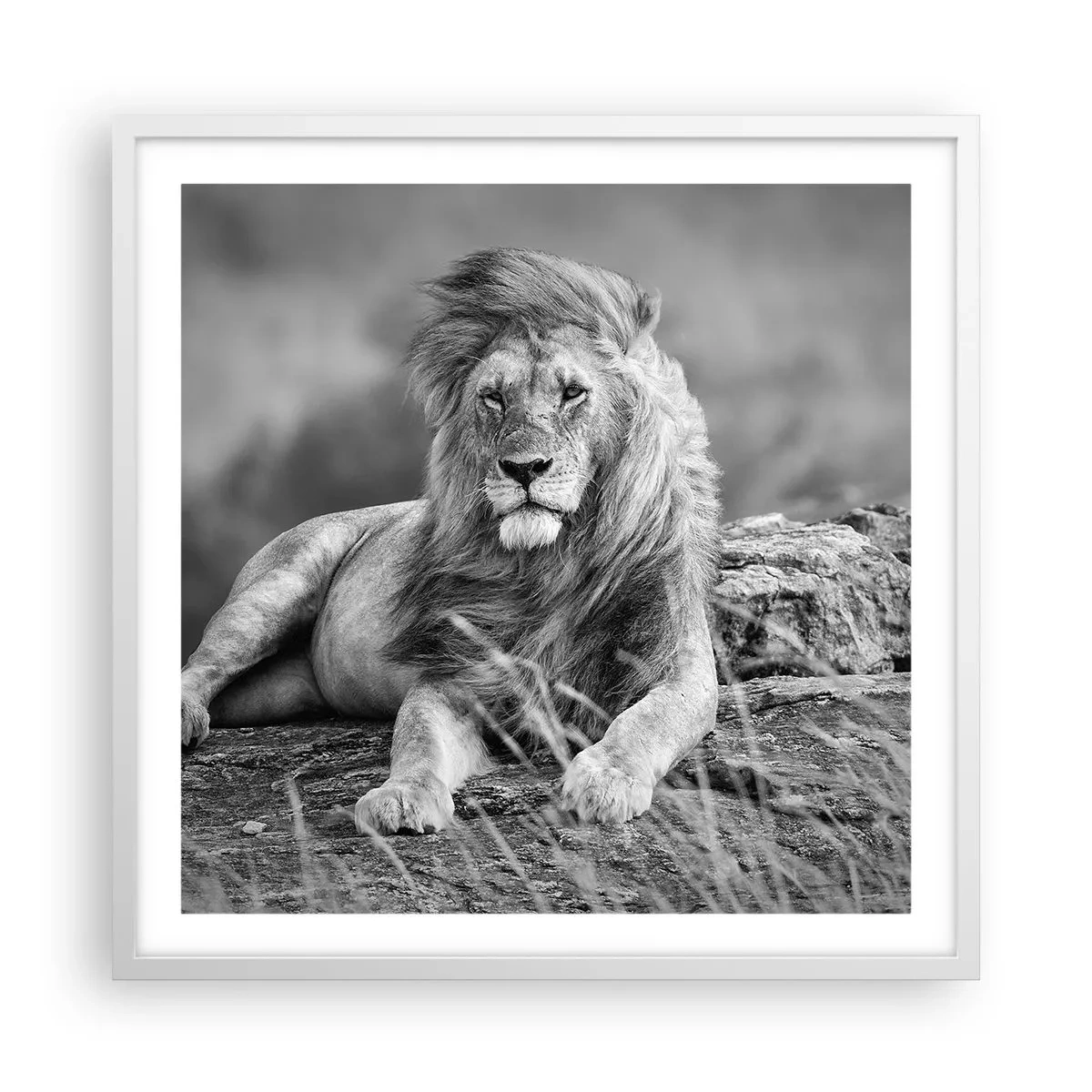 Affiche dans un cadre blanc - Poster - Sieste royale - 60x60 cm