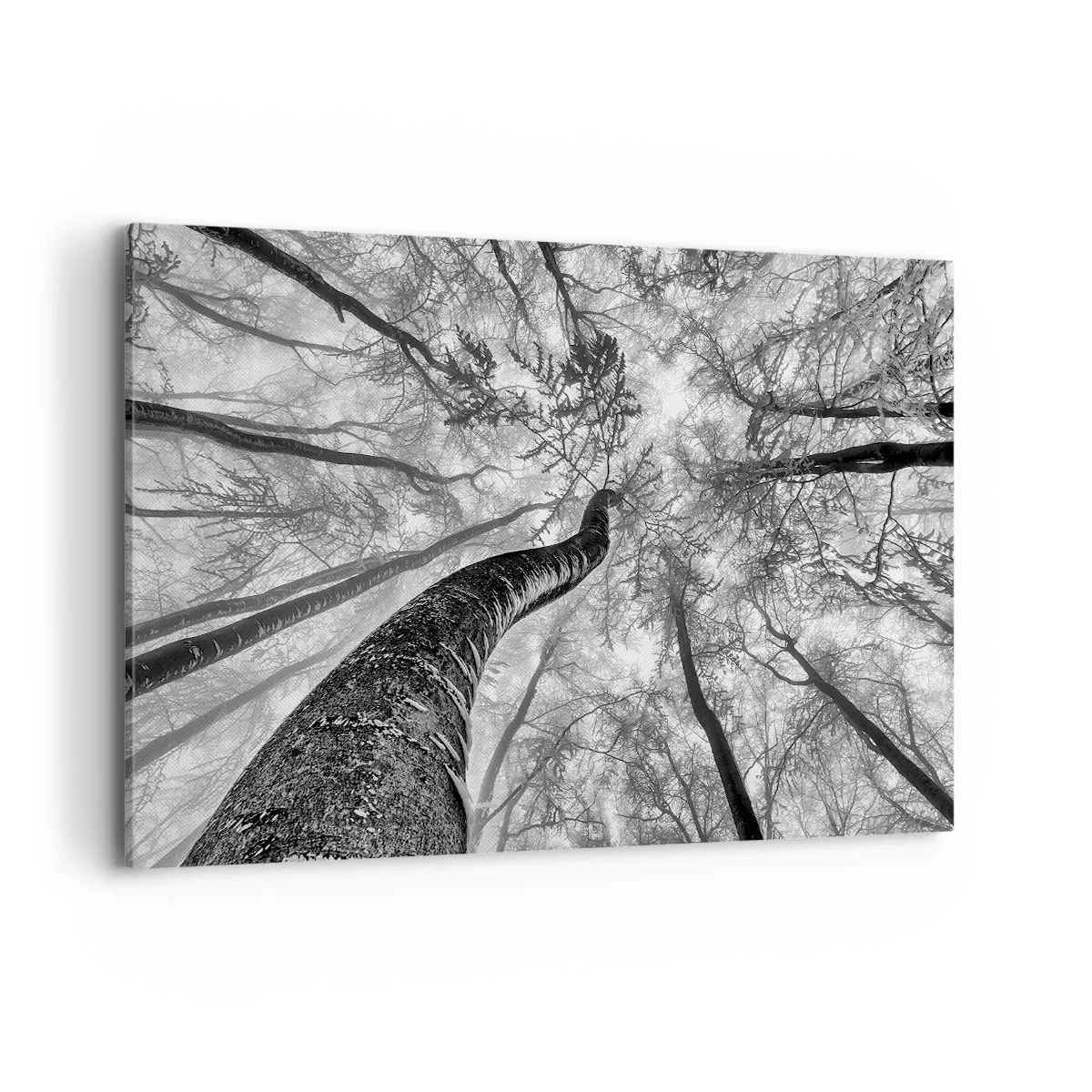 Impression sur toile - Image sur toile - Perspective d'arbres dans une forêt vue d'en bas en nuances de gris - 120x80cm - Course vers la lumière - Décoration murale moderne pour le salon et la chambre ARTTOR