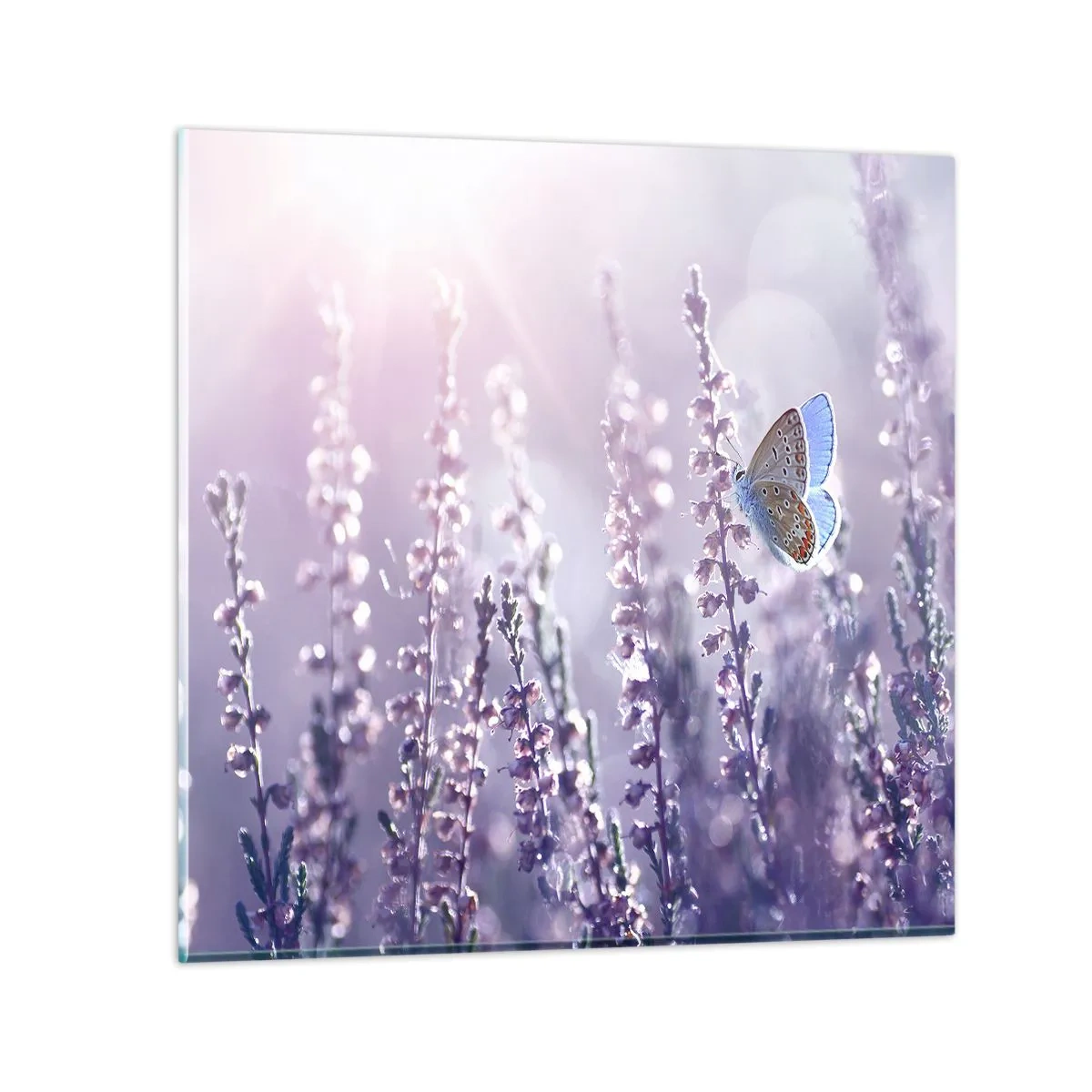 Impression sur verre - Image sur verre - Baiser de papillon - 60x60 cm