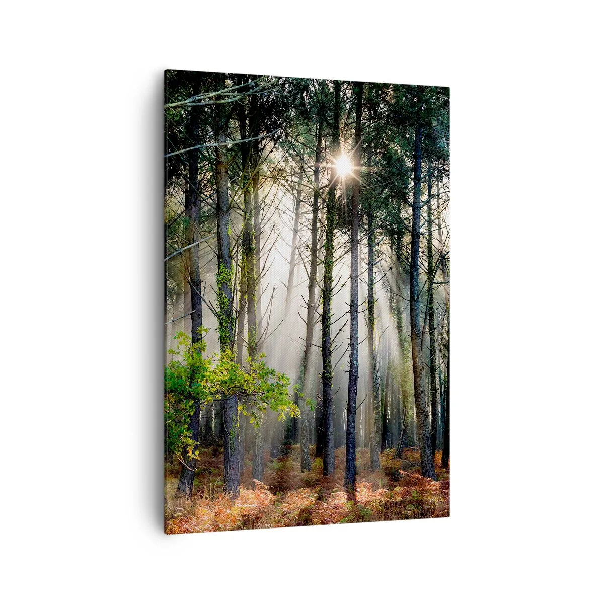 Impression sur toile - Image sur toile - Une zone forestière - 70x100 cm