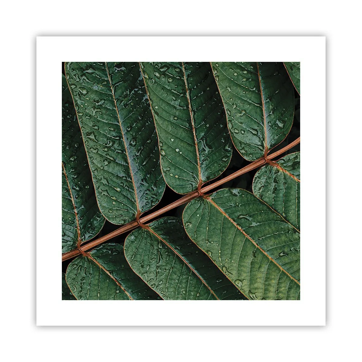 Affiche - Poster - Au rythme de la verdure - 40x40 cm