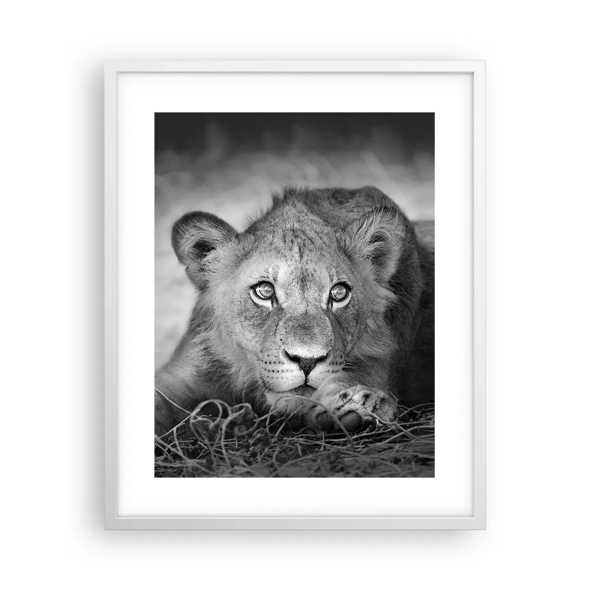 Affiche dans un cadre blanc - Poster - Chiot royal - 40x50 cm