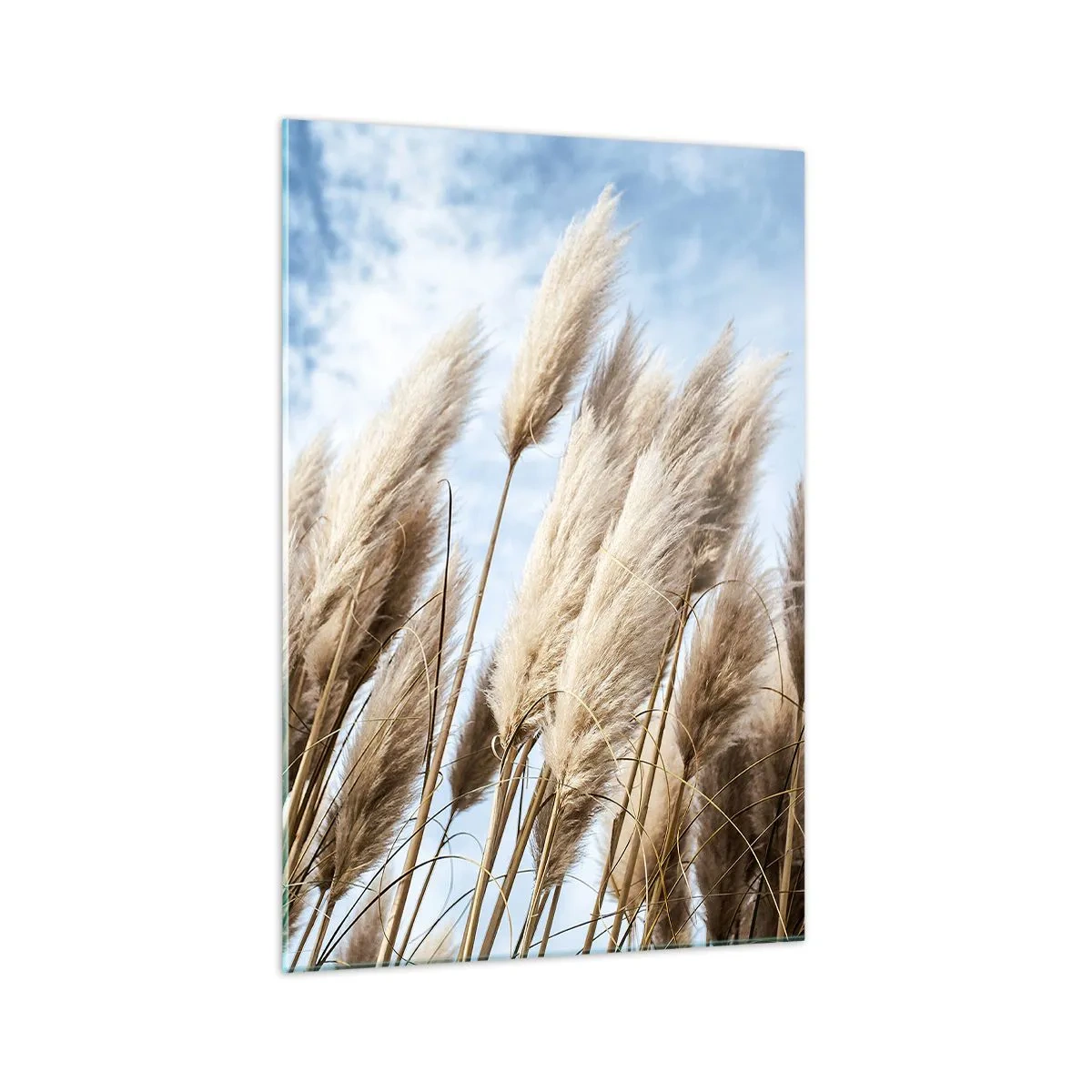 Impression sur verre - Image sur verre - Herbes de pampa délicates contre un ciel bleu avec des nuages légers - 70x100cm - Caresse ensoleillée et venteuse - Décoration murale moderne pour le salon et la chambre ARTTOR