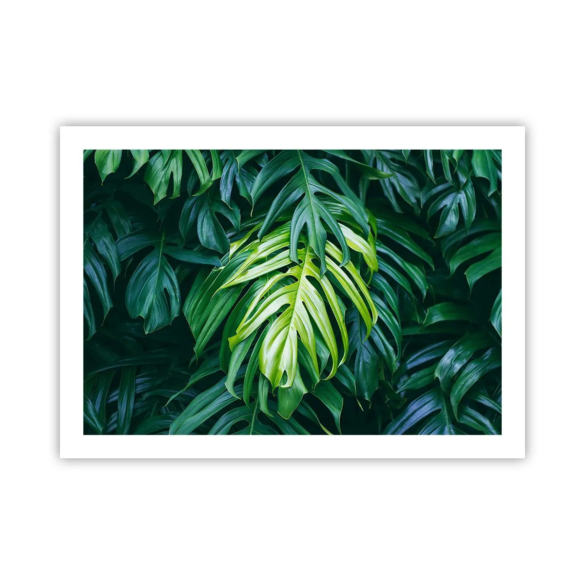 Affiche - Poster - Immergez-vous dans la fraîcheur - 70x50 cm