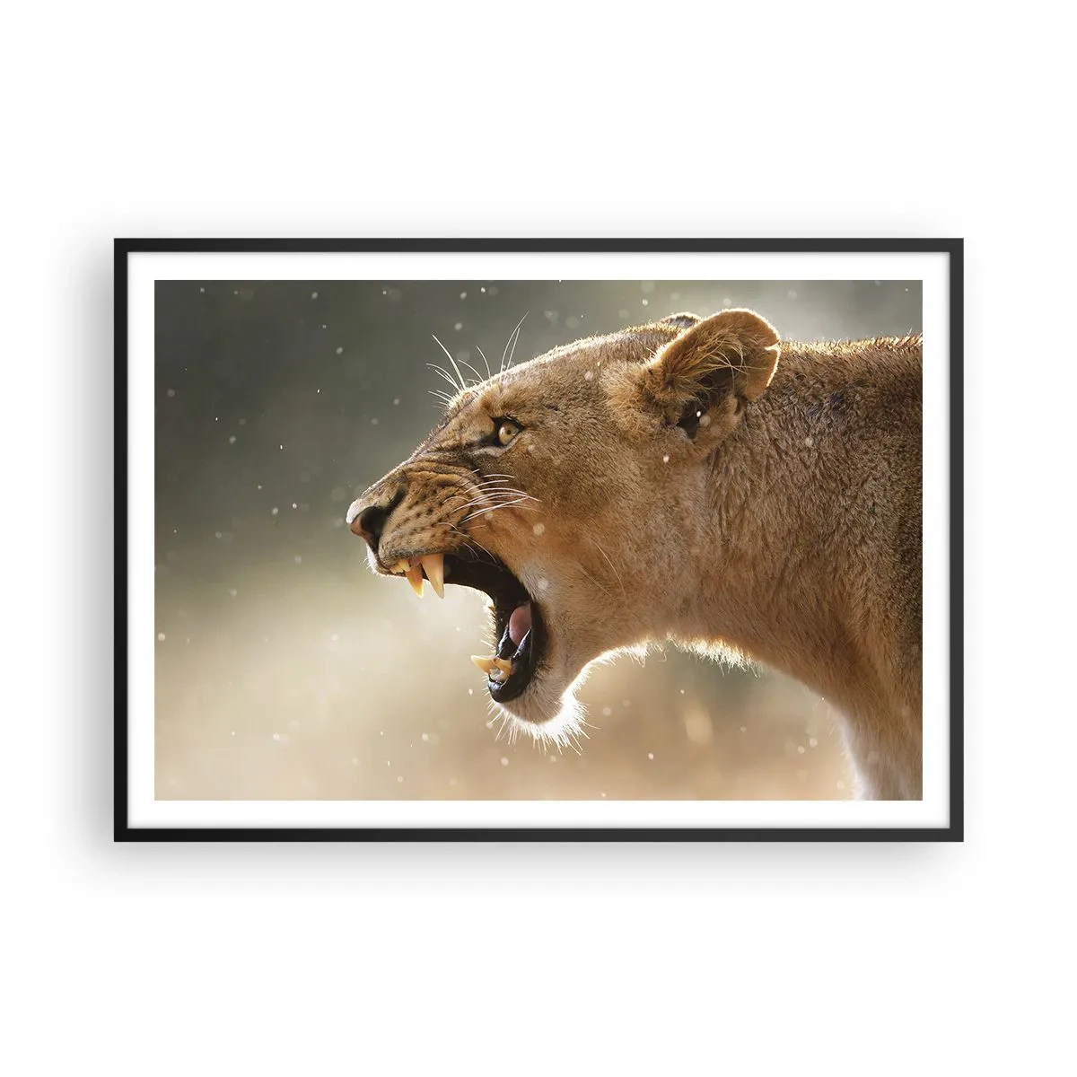 Affiche dans un cadre noir - Poster - Portrait d'une lionne rugissante à la lumière naturelle - 100x70cm - Essayez  de ne pas écouter - Décoration murale moderne pour le salon et la chambre ARTTOR