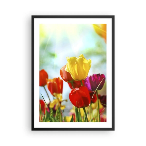 Affiche dans un cadre noir - Poster - Tulipes colorées au soleil - 50x70cm - Toutes les couleurs du soleil - Décoration murale moderne pour le salon et la chambre ARTTOR
