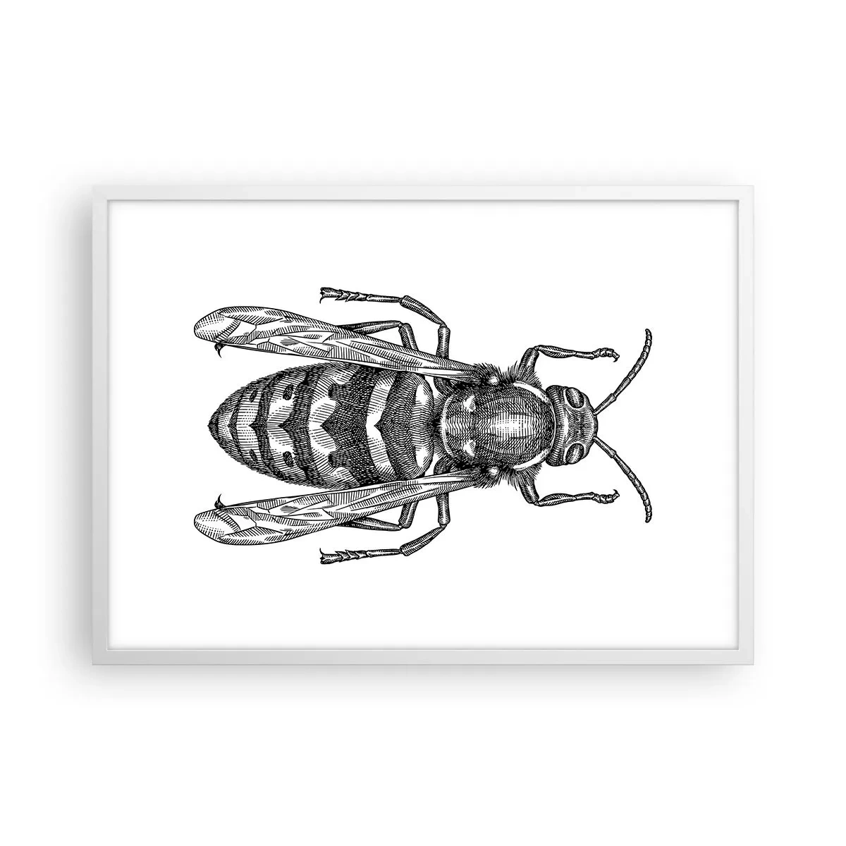 Affiche dans un cadre blanc - Poster - D'une planète d'insectes - 70x50 cm