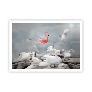 Affiche - Poster - Un flamant rose parmi des cygnes blancs sur fond de lac - 100x70cm - Comment suis-je arrivé là? - Décoration murale moderne pour le salon et la chambre ARTTOR