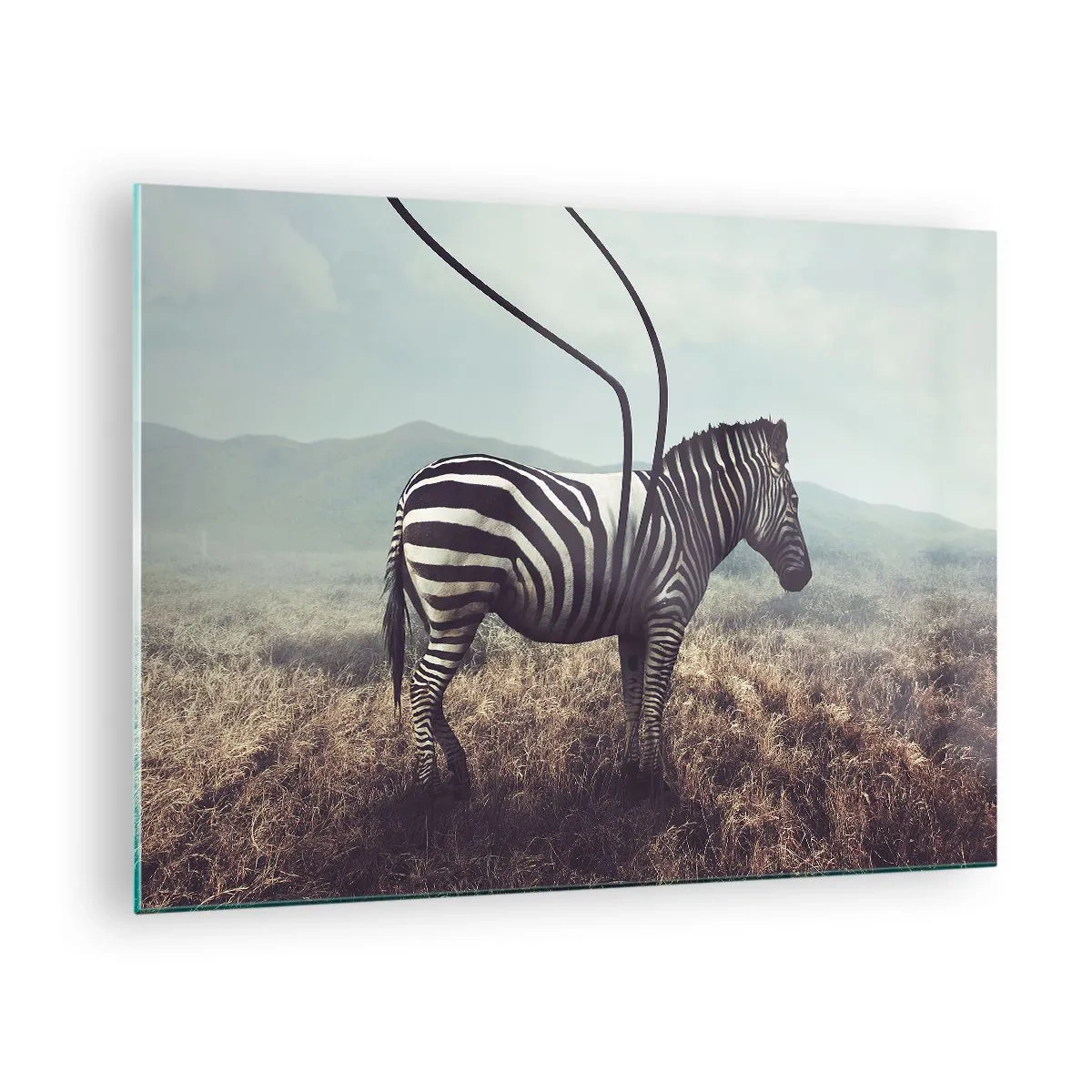 Impression sur verre - Image sur verre - Zèbre sur fond d'herbe avec des détails d'antenne surréalistes - 70x50cm - Attention! Malfaçon - Décoration murale moderne pour le salon et la chambre ARTTOR
