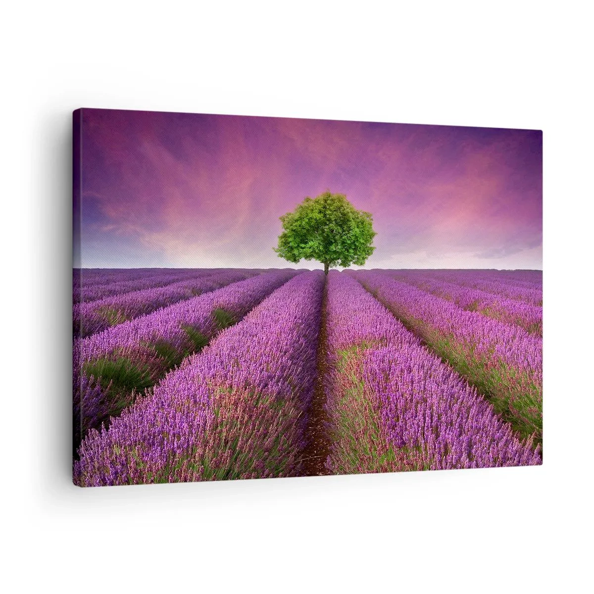 Impression sur toile - Image sur toile - Un champ de lavande avec un arbre solitaire et un ciel violet - 70x50cm - Dans un champs de lavande - Décoration murale moderne pour le salon et la chambre ARTTOR