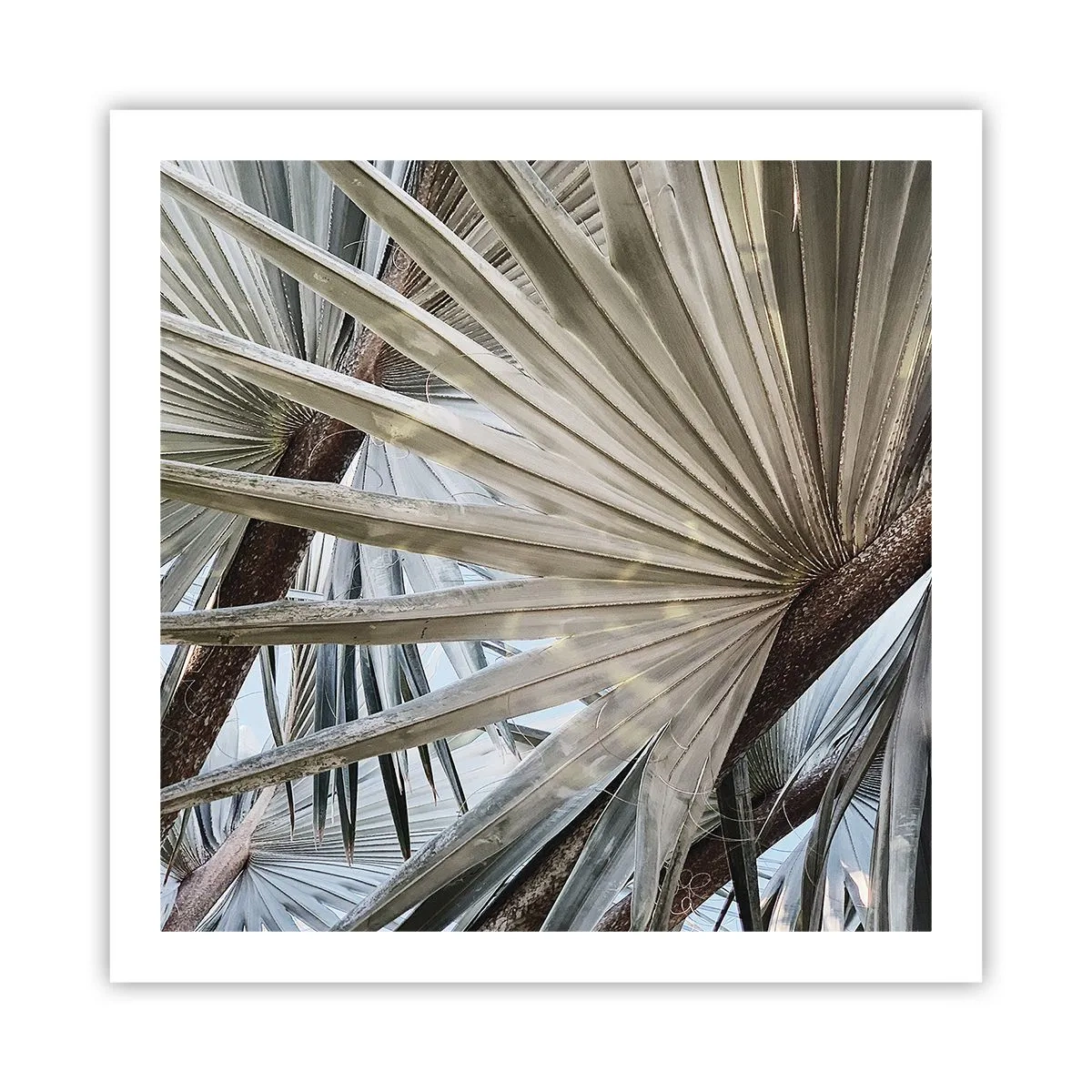 Affiche - Poster - Evantail sous les tropiques - 60x60 cm