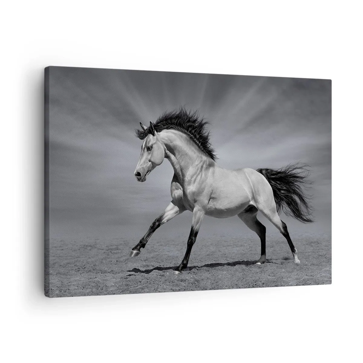 Impression sur toile - Image sur toile - Un cheval noir et blanc dans une pose dynamique dans le désert. - 70x50cm - Né pour séduire - Décoration murale moderne pour le salon et la chambre ARTTOR