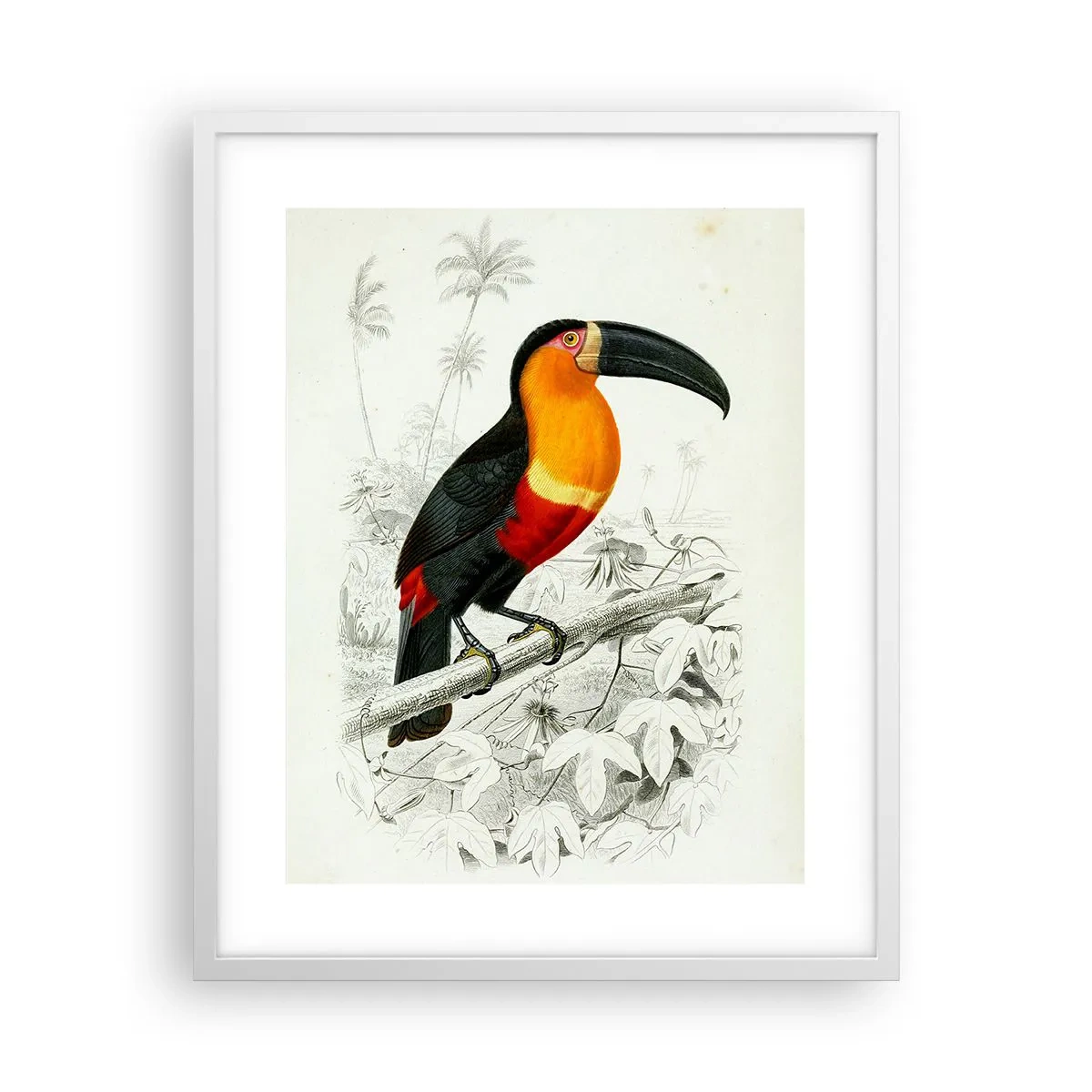 Affiche dans un cadre blanc - Poster - Couleurs des oiseaux - 40x50 cm
