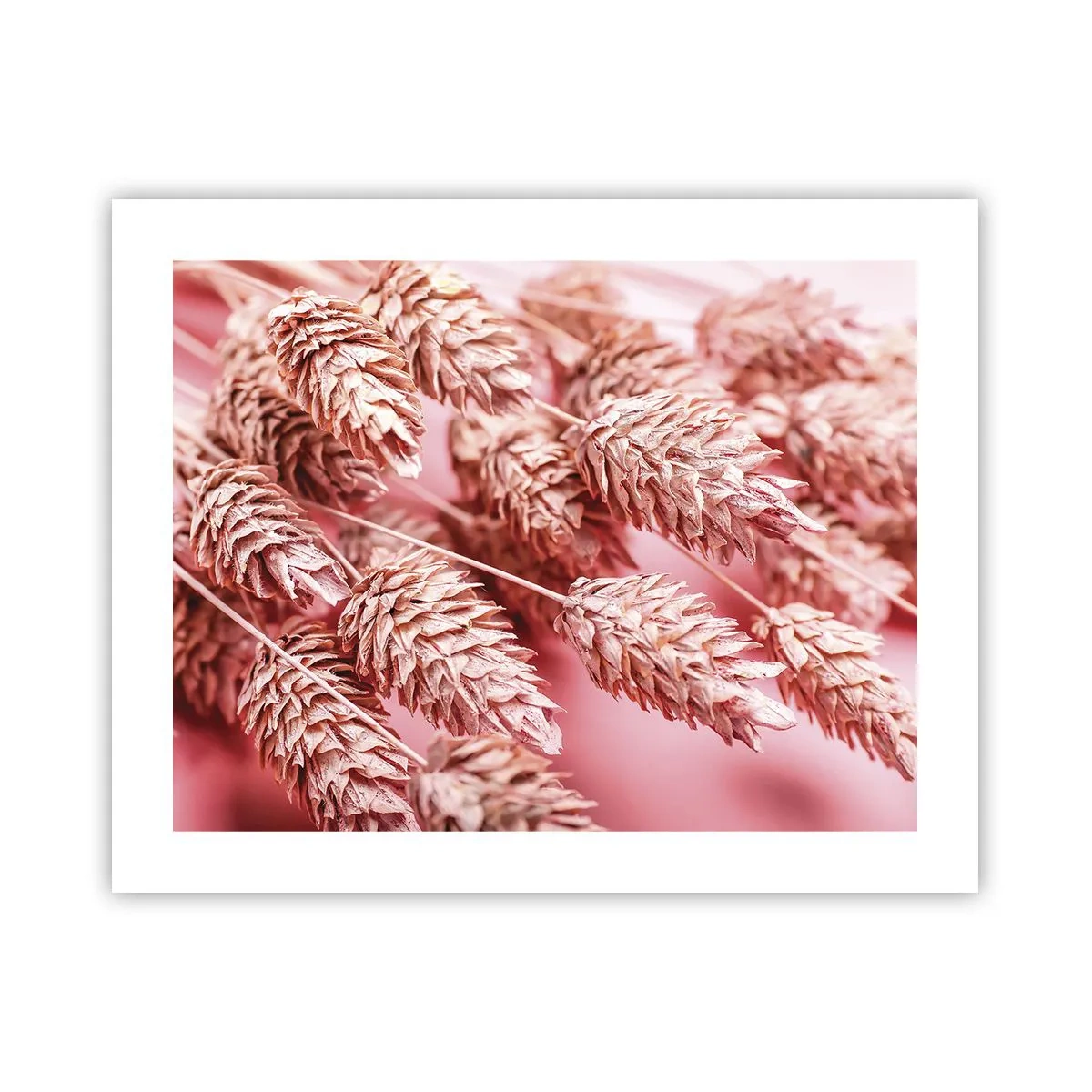 Affiche - Poster - Une cascade florale en rose - 50x40 cm