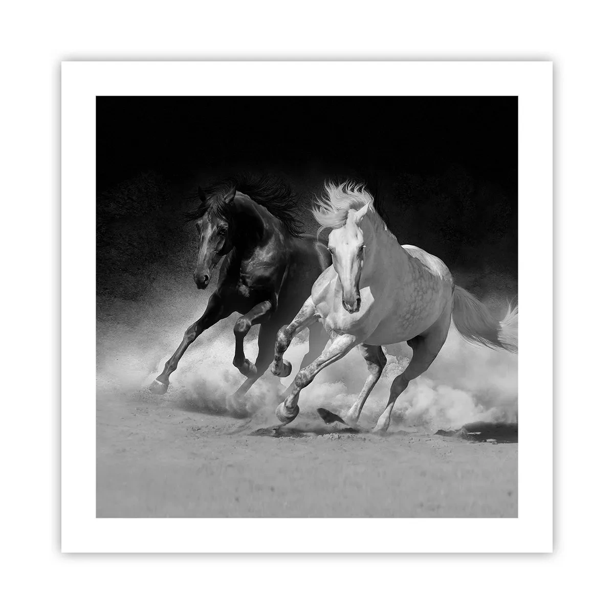 Affiche - Poster - Galop de la liberté - 50x50 cm