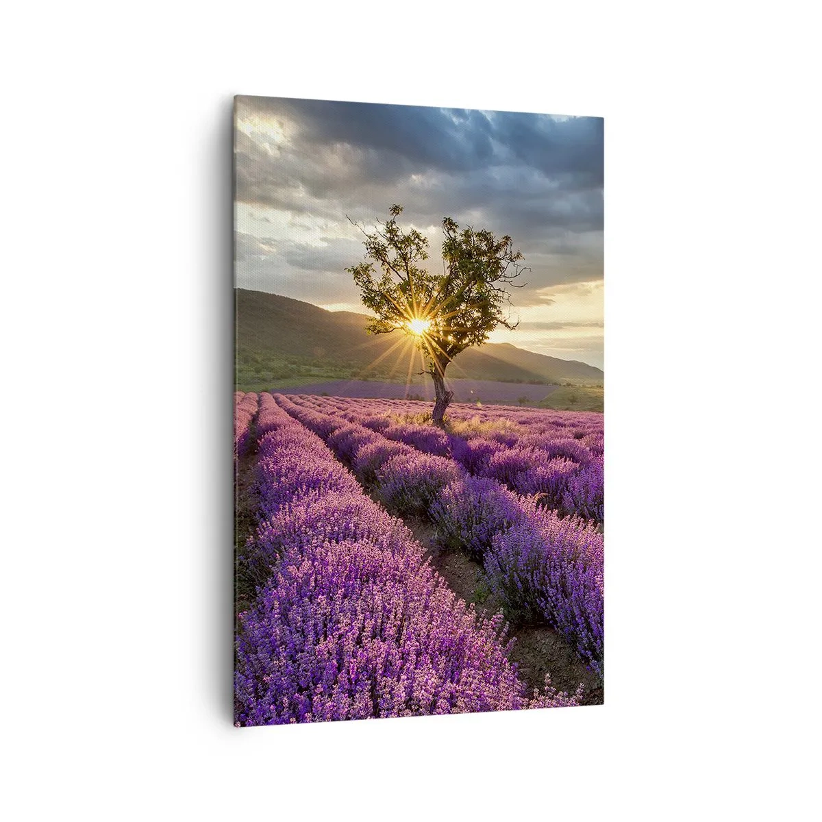 Impression sur toile - Image sur toile - Un champ de lavande avec un arbre solitaire au coucher du soleil - 80x120cm - Arôme de couleur lilas - Décoration murale moderne pour le salon et la chambre ARTTOR