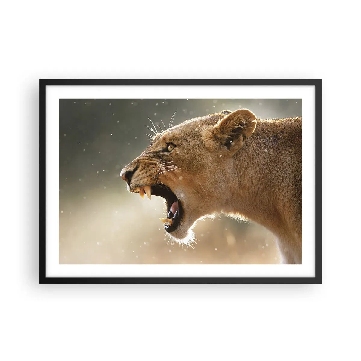 Affiche dans un cadre noir - Poster - Portrait d'une lionne rugissante à la lumière naturelle - 70x50cm - Essayez  de ne pas écouter - Décoration murale moderne pour le salon et la chambre ARTTOR