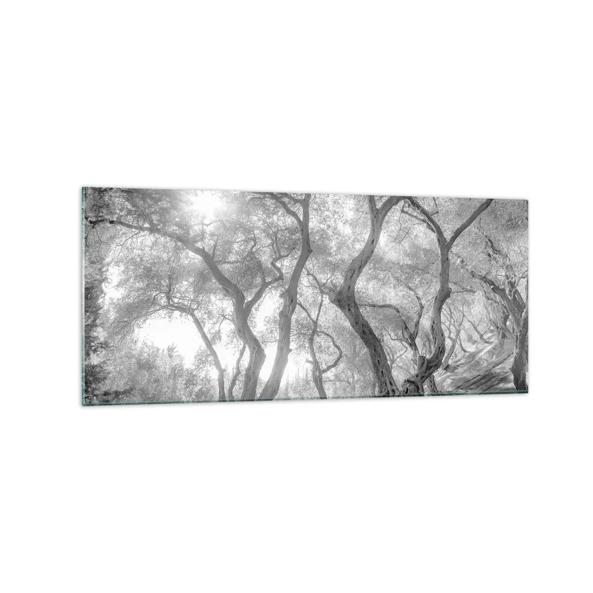 Impression sur verre - Image sur verre - Vue en noir et blanc d'arbres dans une oliveraie avec des rayons de soleil - 120x50cm - Dans l'oliveraie - Décoration murale moderne pour le salon et la chambre ARTTOR