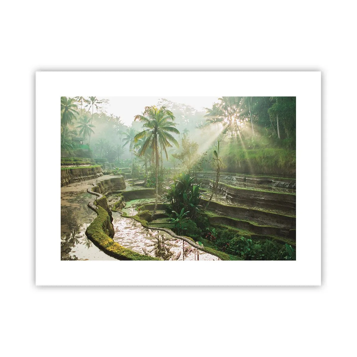 Affiche - Poster - Grandir au soleil - 40x30 cm