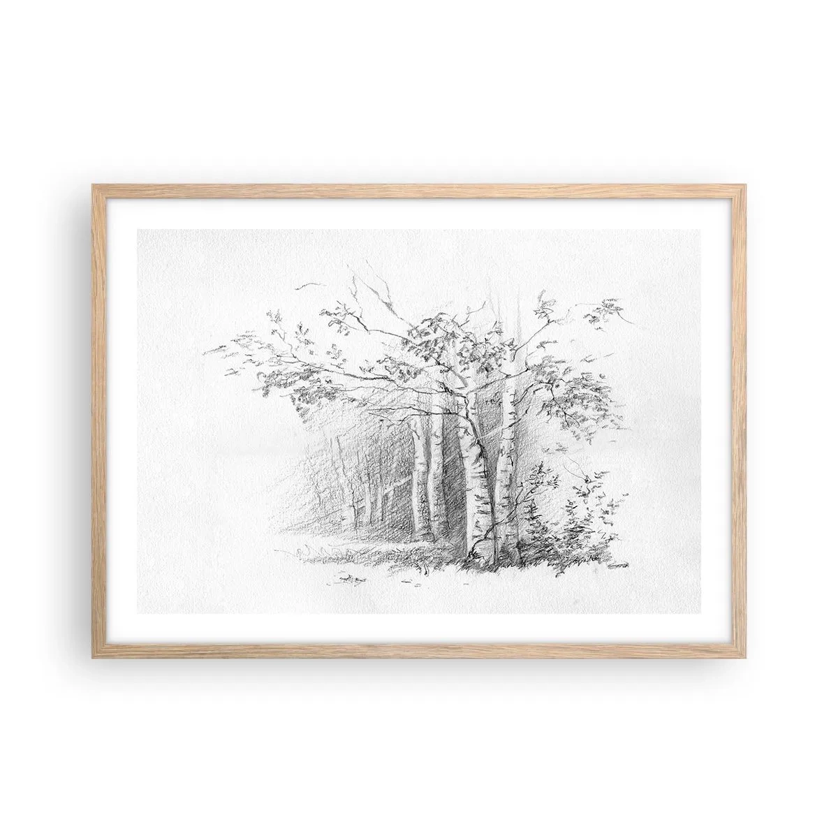 Affiche dans un chêne clair - Poster - Lumière d'une forêt de bouleaux - 70x50 cm