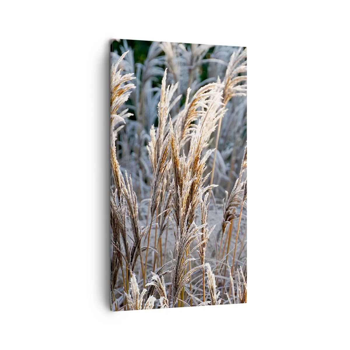 Impression sur toile - Image sur toile - Habillé de givre - 45x80 cm