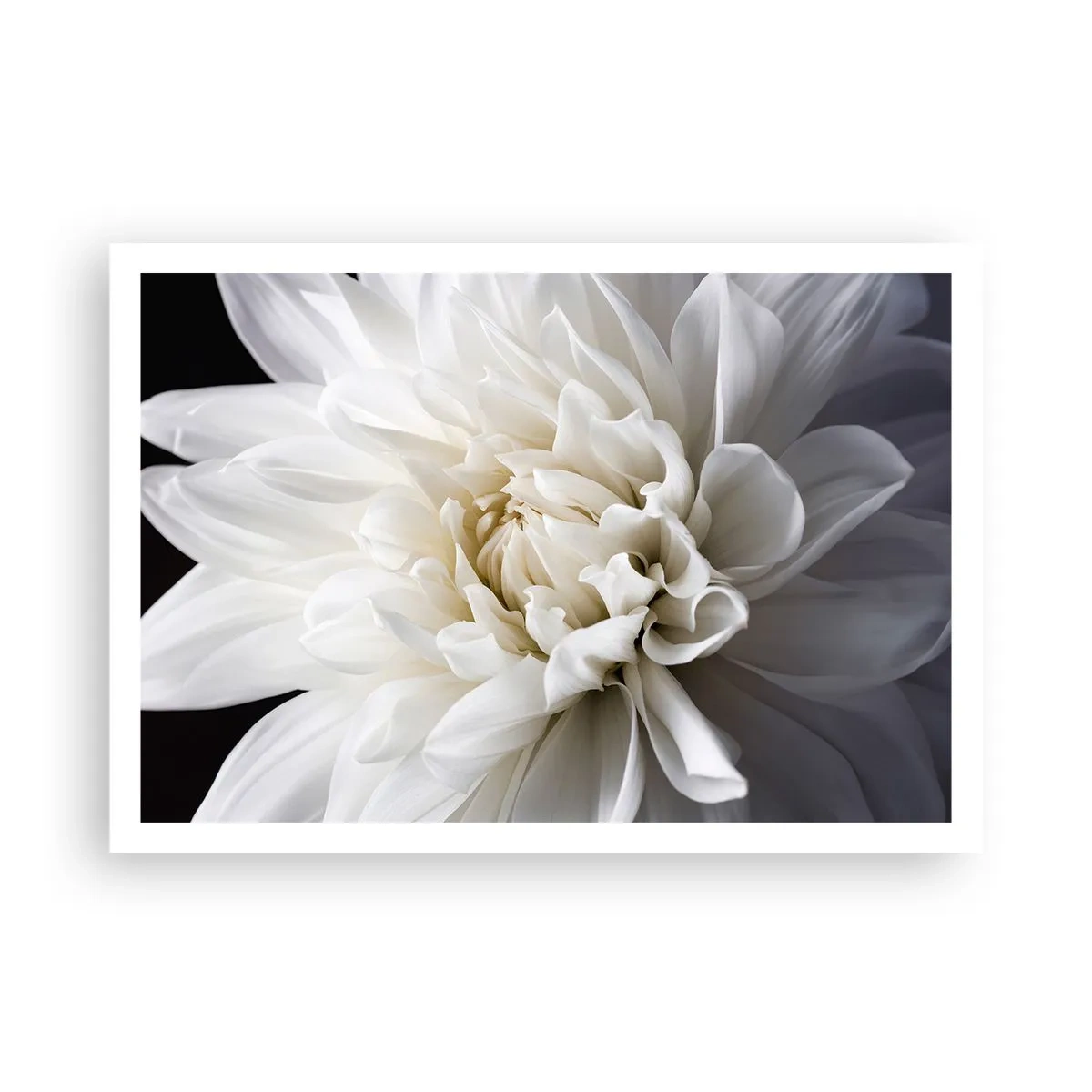 Affiche - Poster - Une délicate fleur blanche sur fond noir dans une composition élégante - 100x70cm - Le matin de la jeune mariéé - Décoration murale moderne pour le salon et la chambre ARTTOR