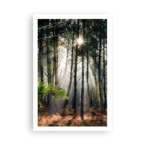 Affiche - Poster - Une zone forestière - 61x91 cm