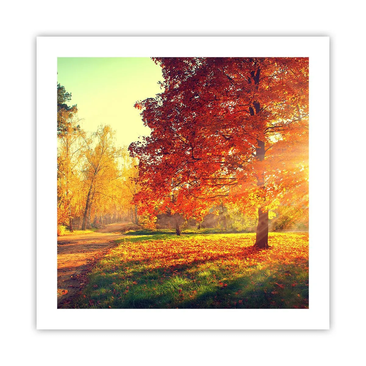 Affiche - Poster - Le roux est beau - 50x50 cm