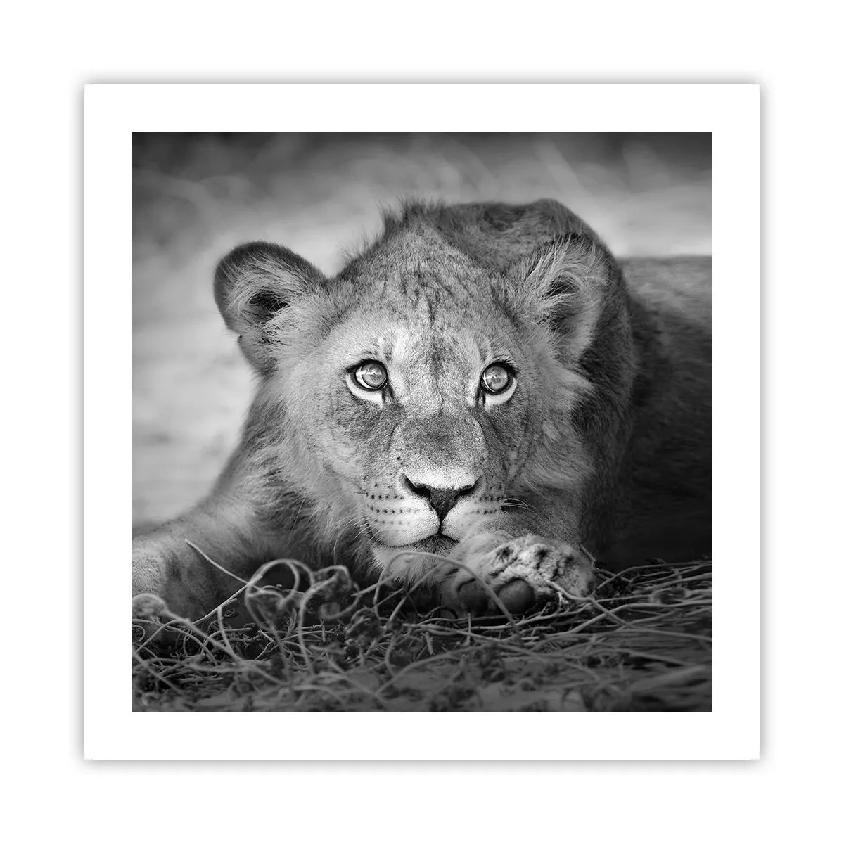 Affiche - Poster - Chiot royal - 50x50 cm