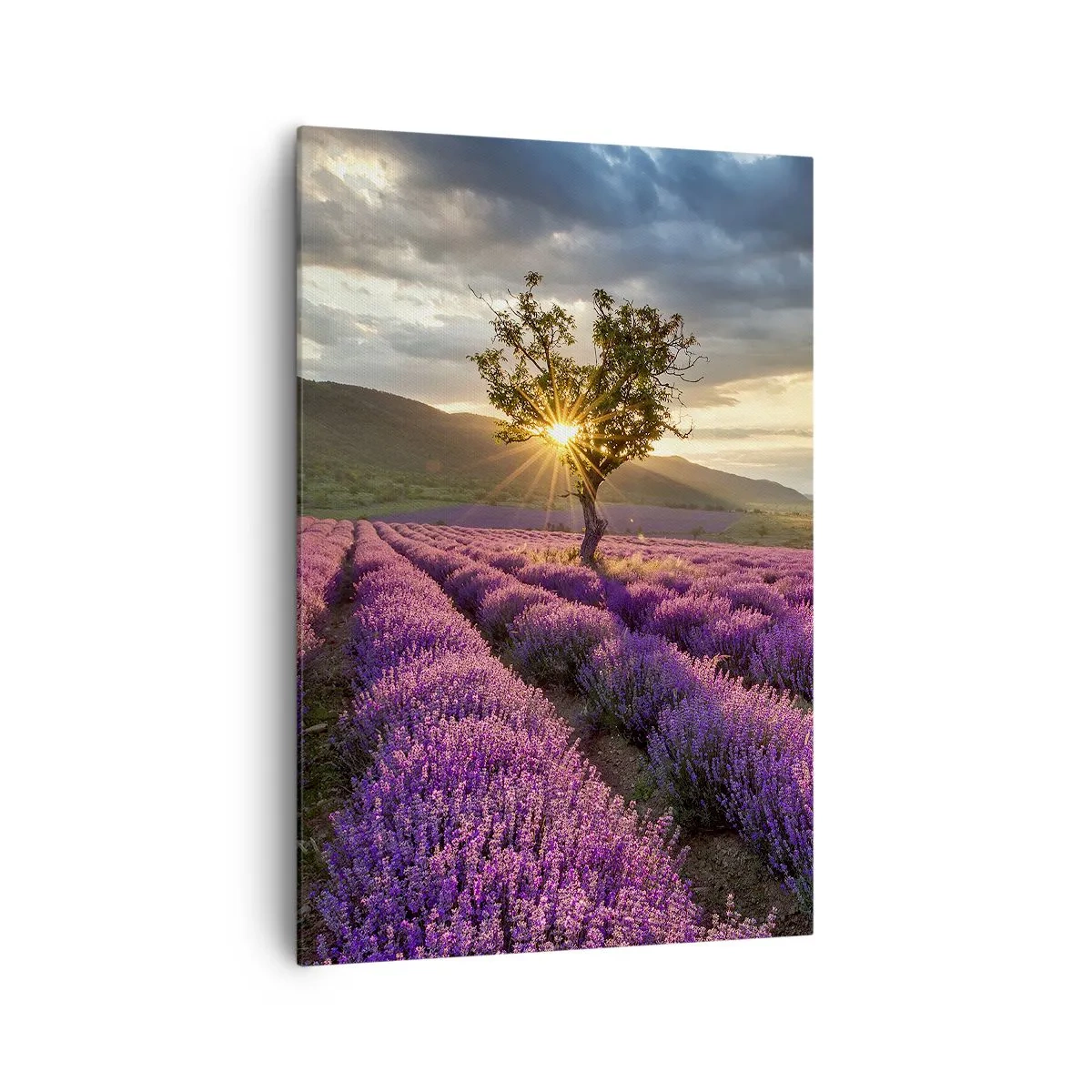 Impression sur toile - Image sur toile - Un champ de lavande avec un arbre solitaire au coucher du soleil - 70x100cm - Arôme de couleur lilas - Décoration murale moderne pour le salon et la chambre ARTTOR