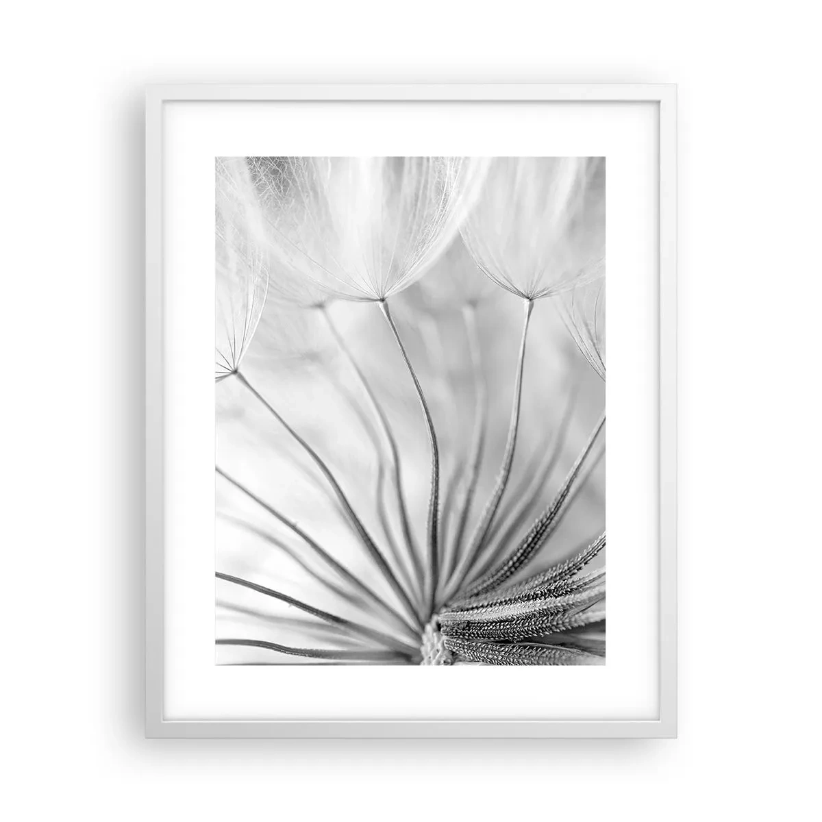 Affiche dans un cadre blanc - Poster - Aigrette avant son envol - 40x50 cm