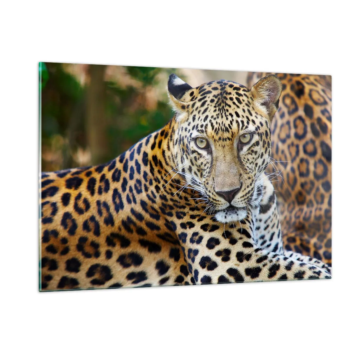 Impression sur verre - Image sur verre - Un léopard sauvage se reposant parmi la verdure - 120x80cm - Sauvage et calme - Décoration murale moderne pour le salon et la chambre ARTTOR