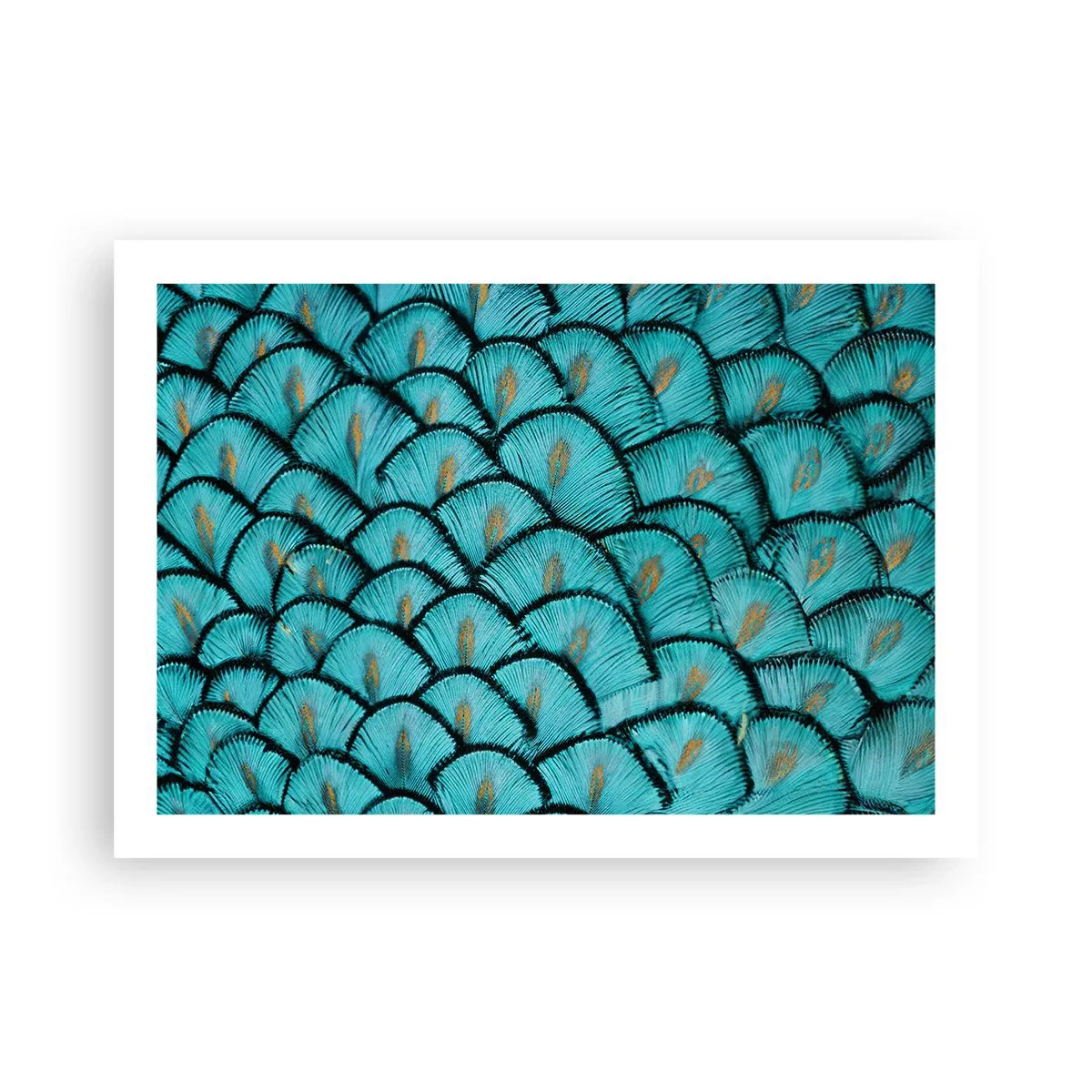 Affiche - Poster - Le grand gala des plumes - 70x50 cm