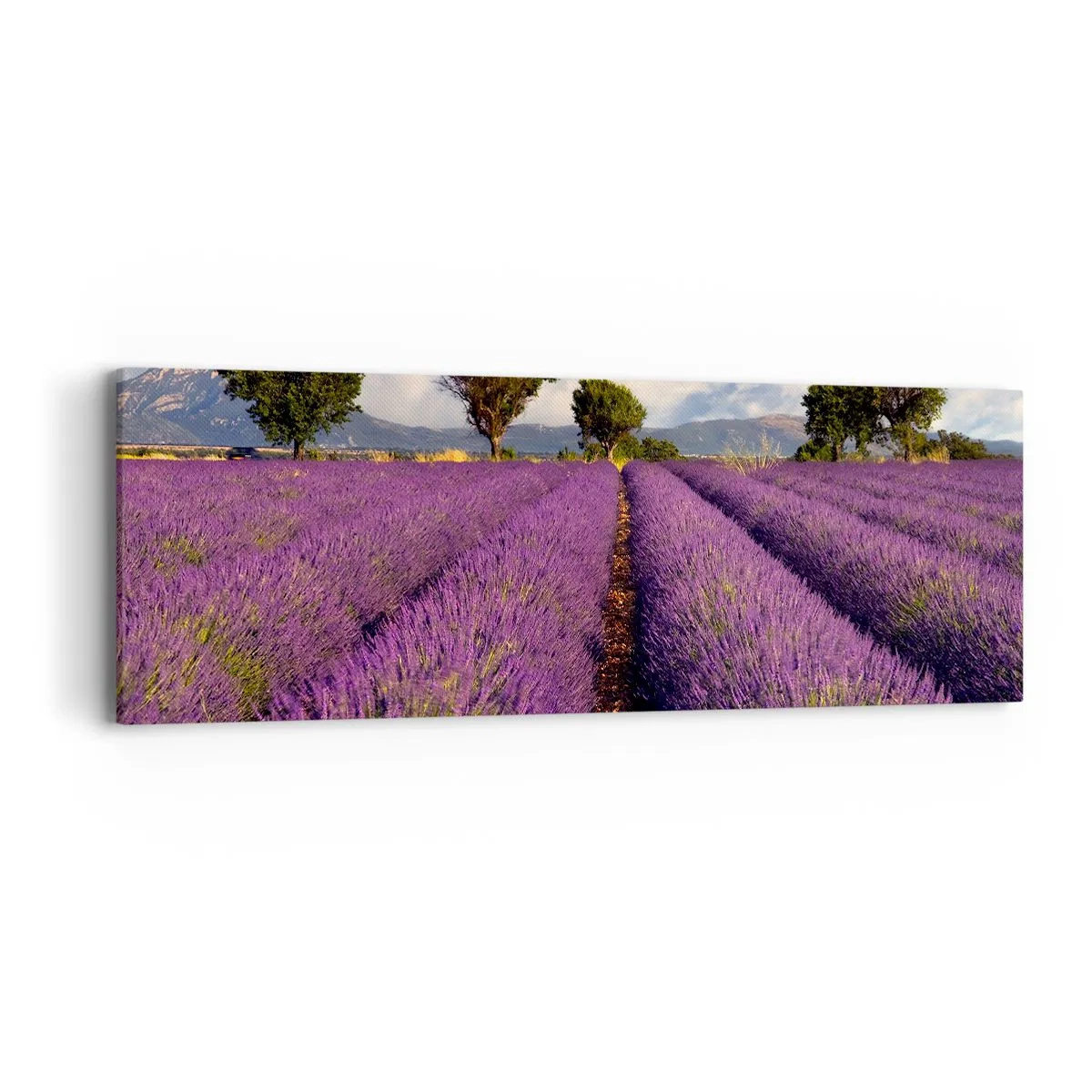 Impression sur toile - Image sur toile - Champs de lavande - 90x30 cm
