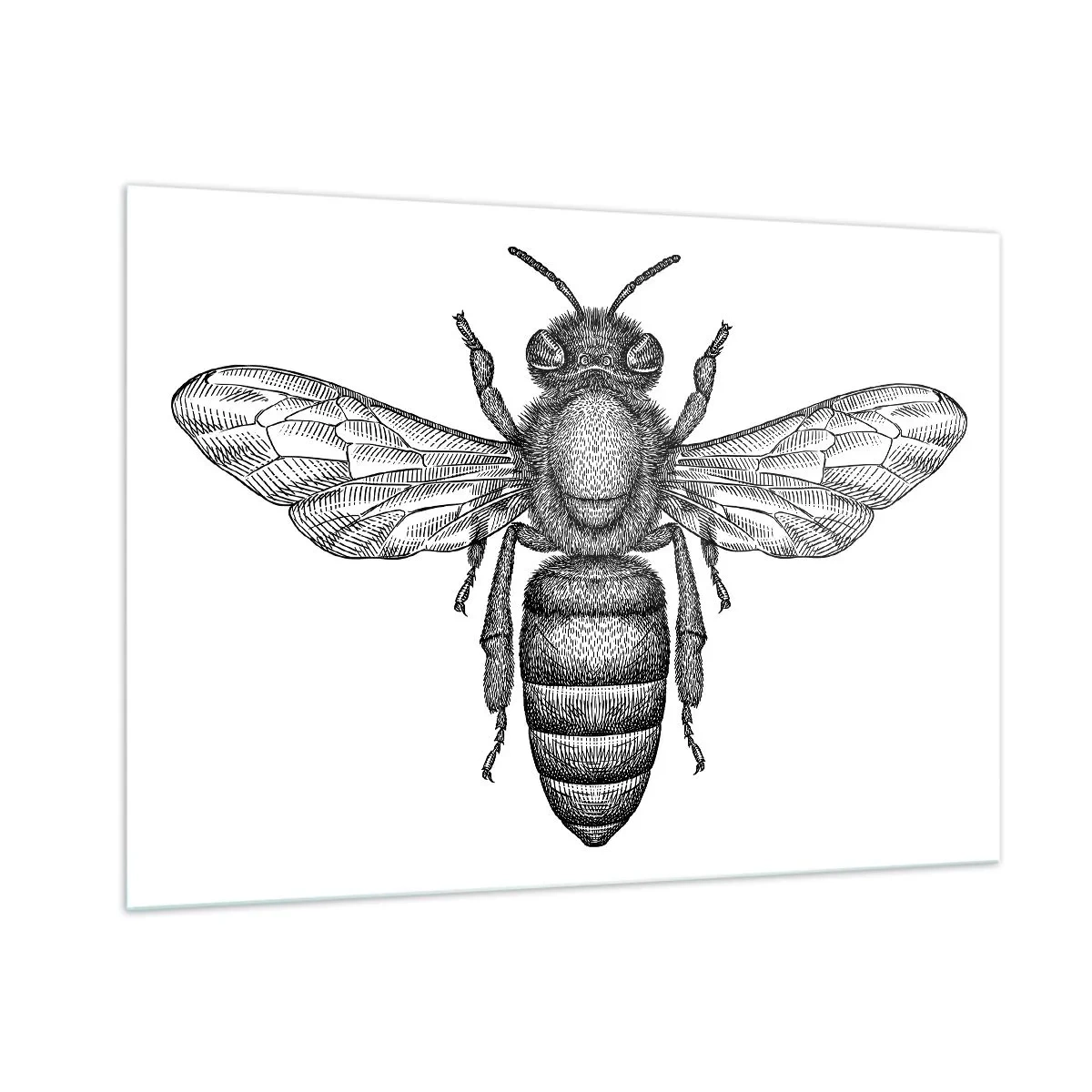 Impression sur verre - Image sur verre - Illustration détaillée d'une abeille rétro sur fond blanc - 100x70cm - Portrait d'insecte - Décoration murale moderne pour le salon et la chambre ARTTOR